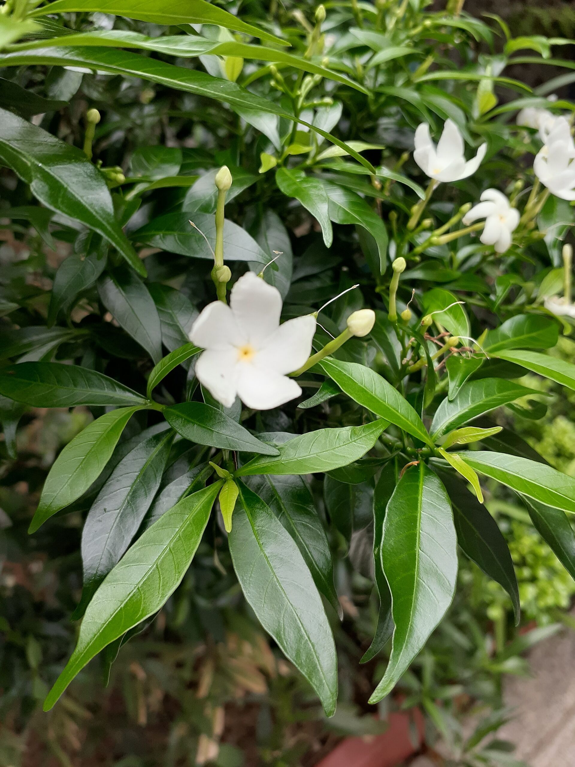 https://www.fa.gov.hk/狗牙花