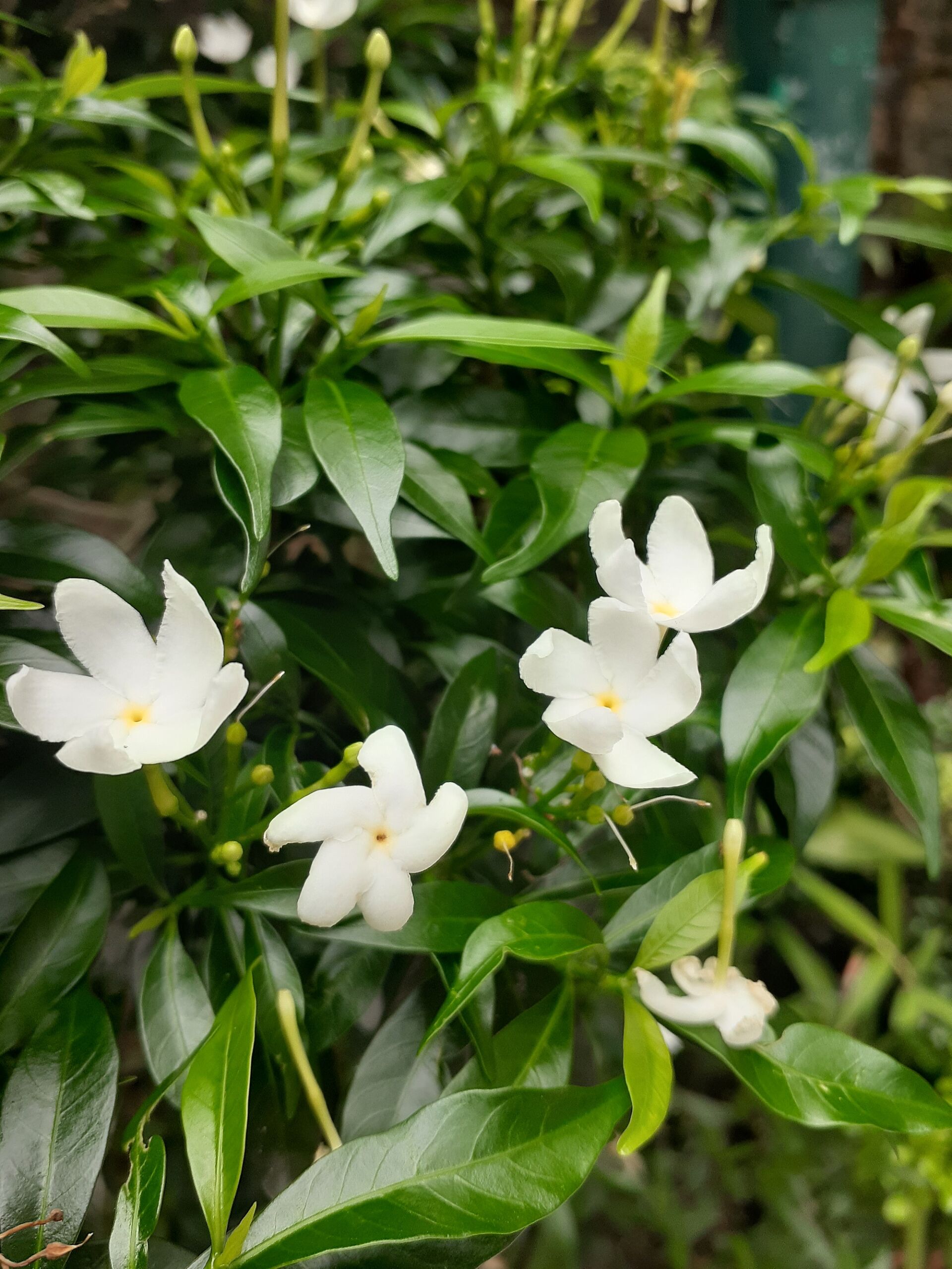 https://www.fa.gov.hk/狗牙花