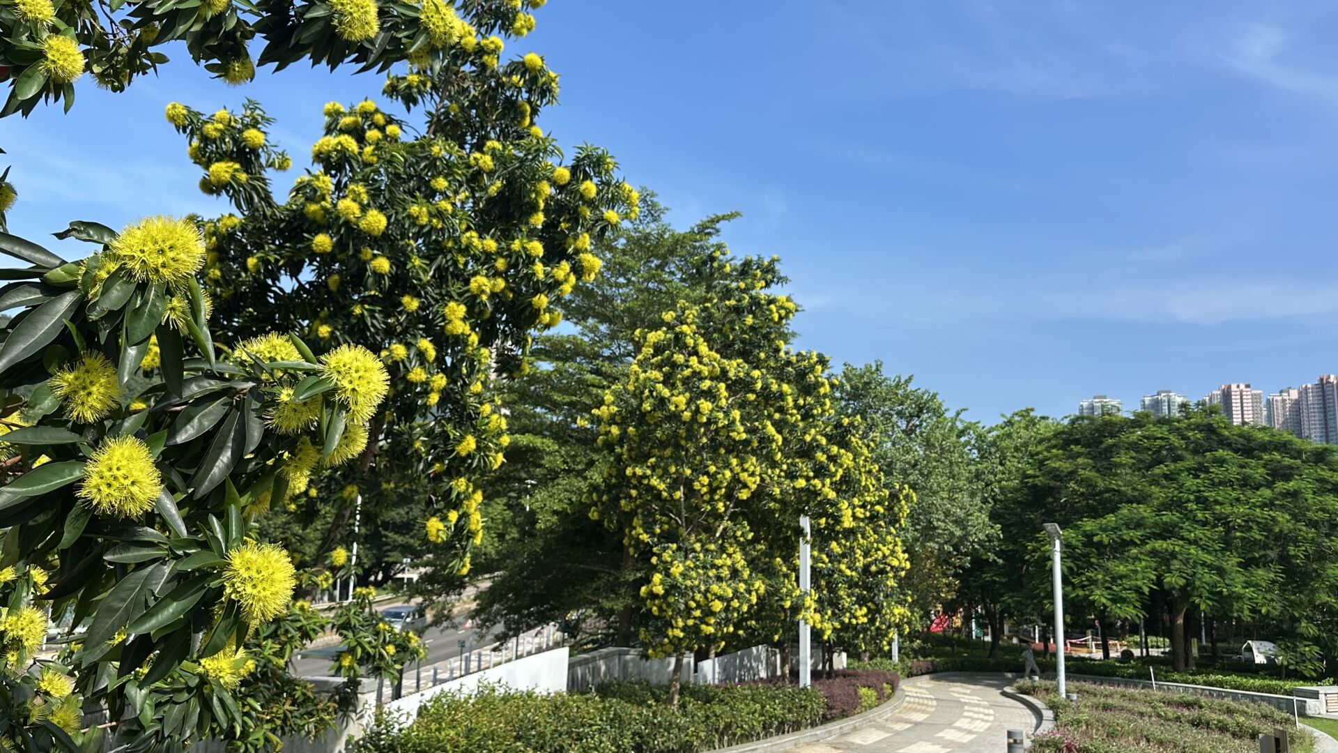 https://www.fa.gov.hk/金蒲桃