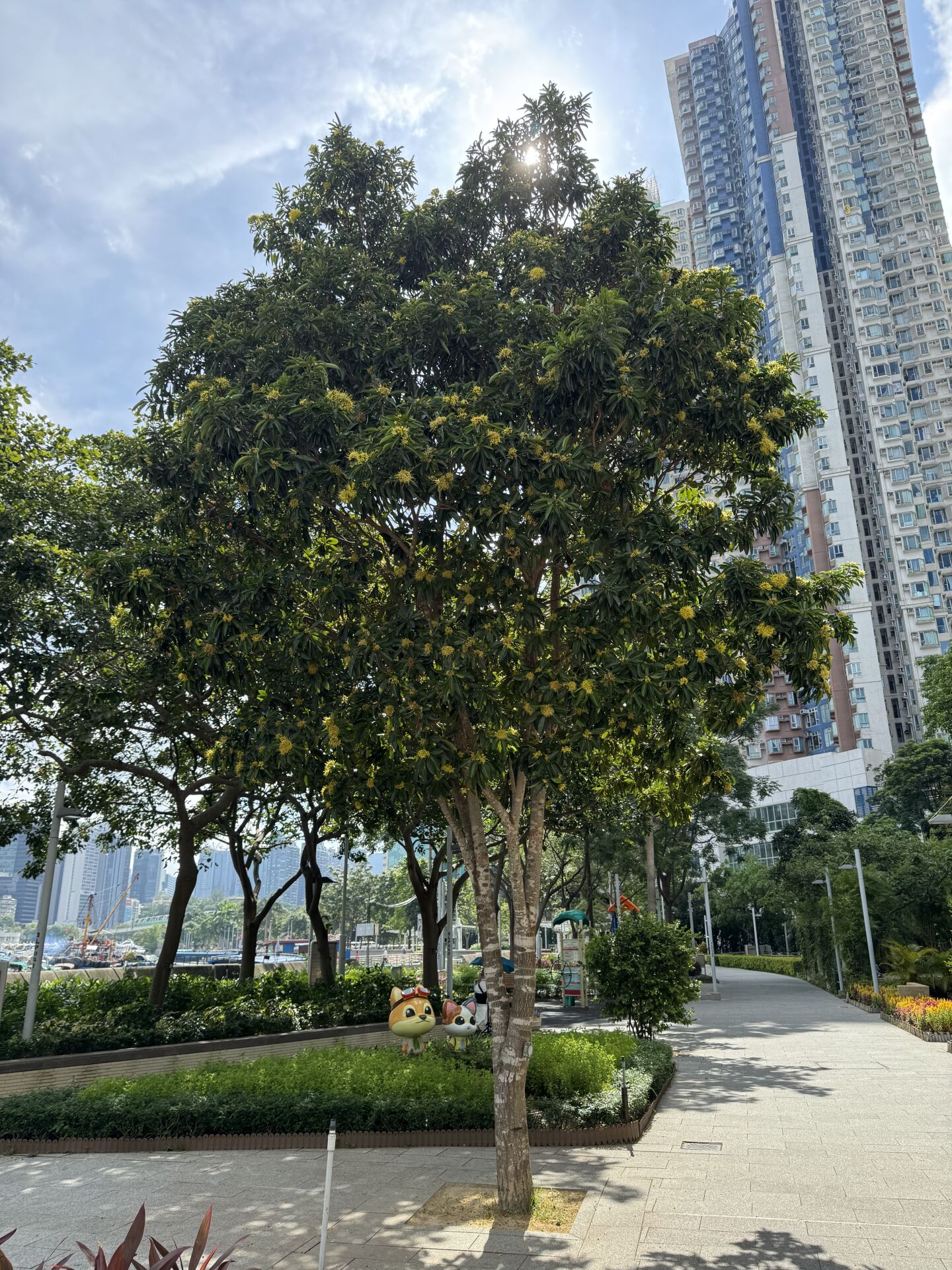 https://www.fa.gov.hk/金蒲桃
