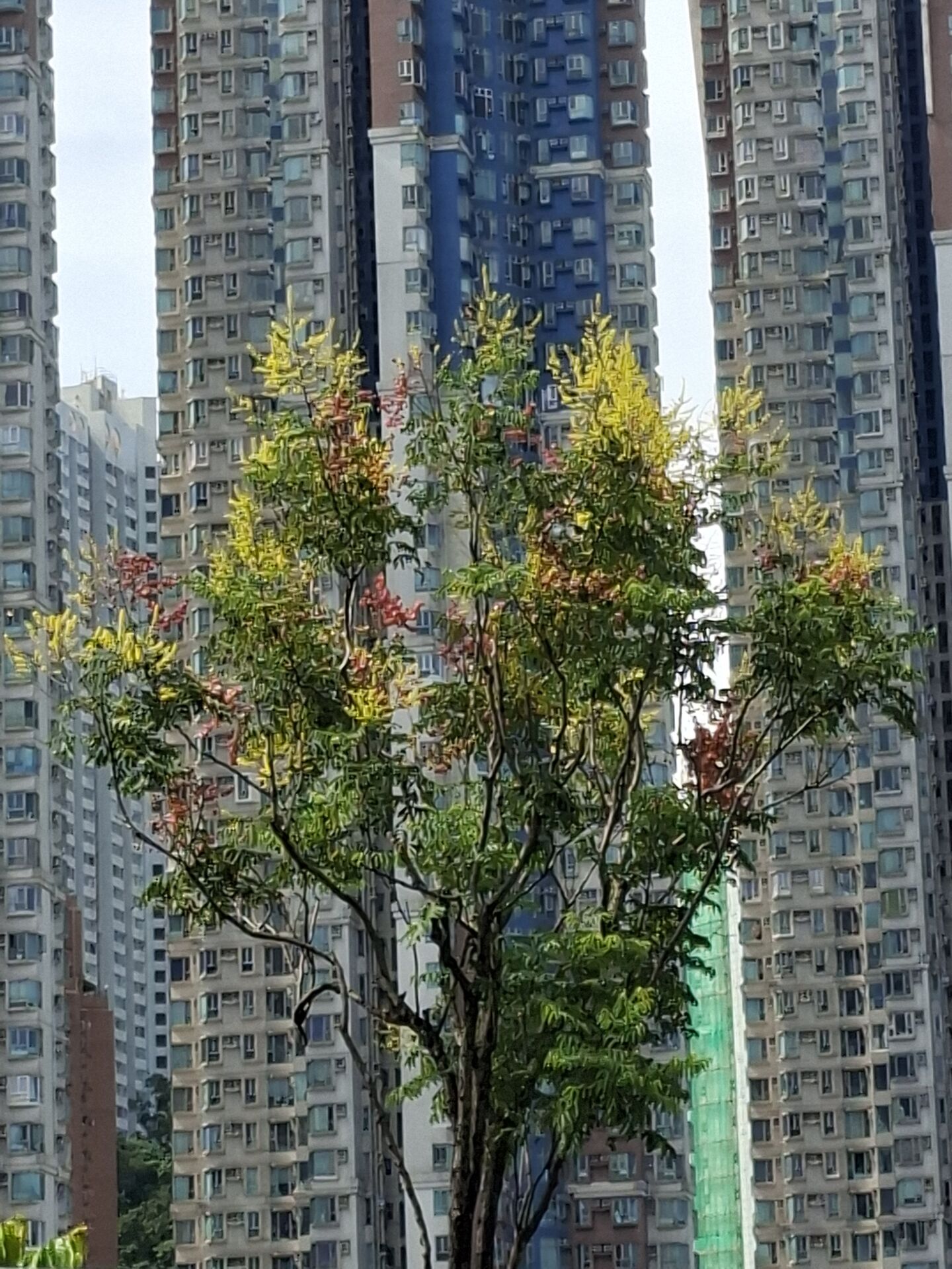 https://www.fa.gov.hk/複羽葉欒樹