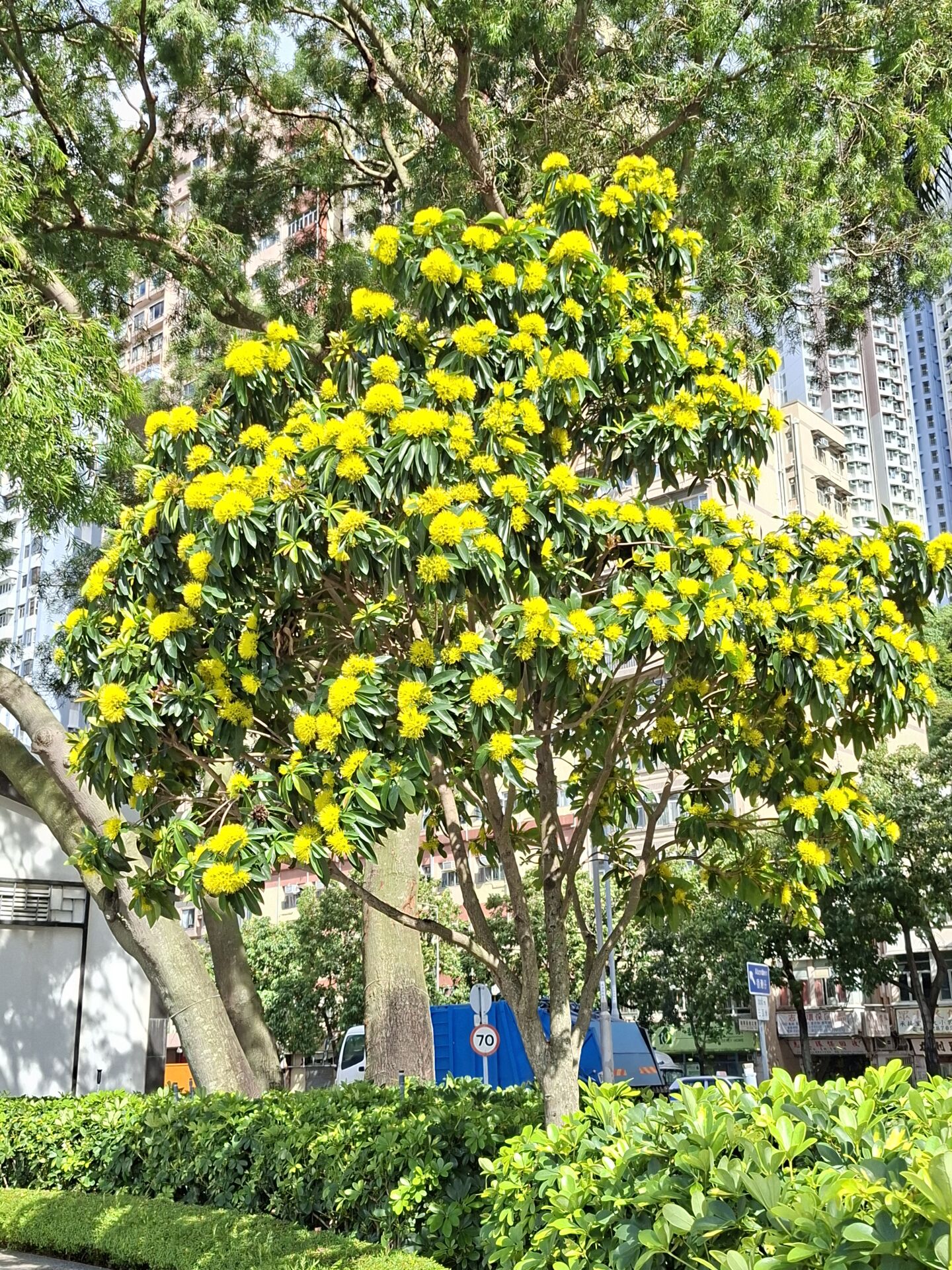 https://www.fa.gov.hk/金蒲桃