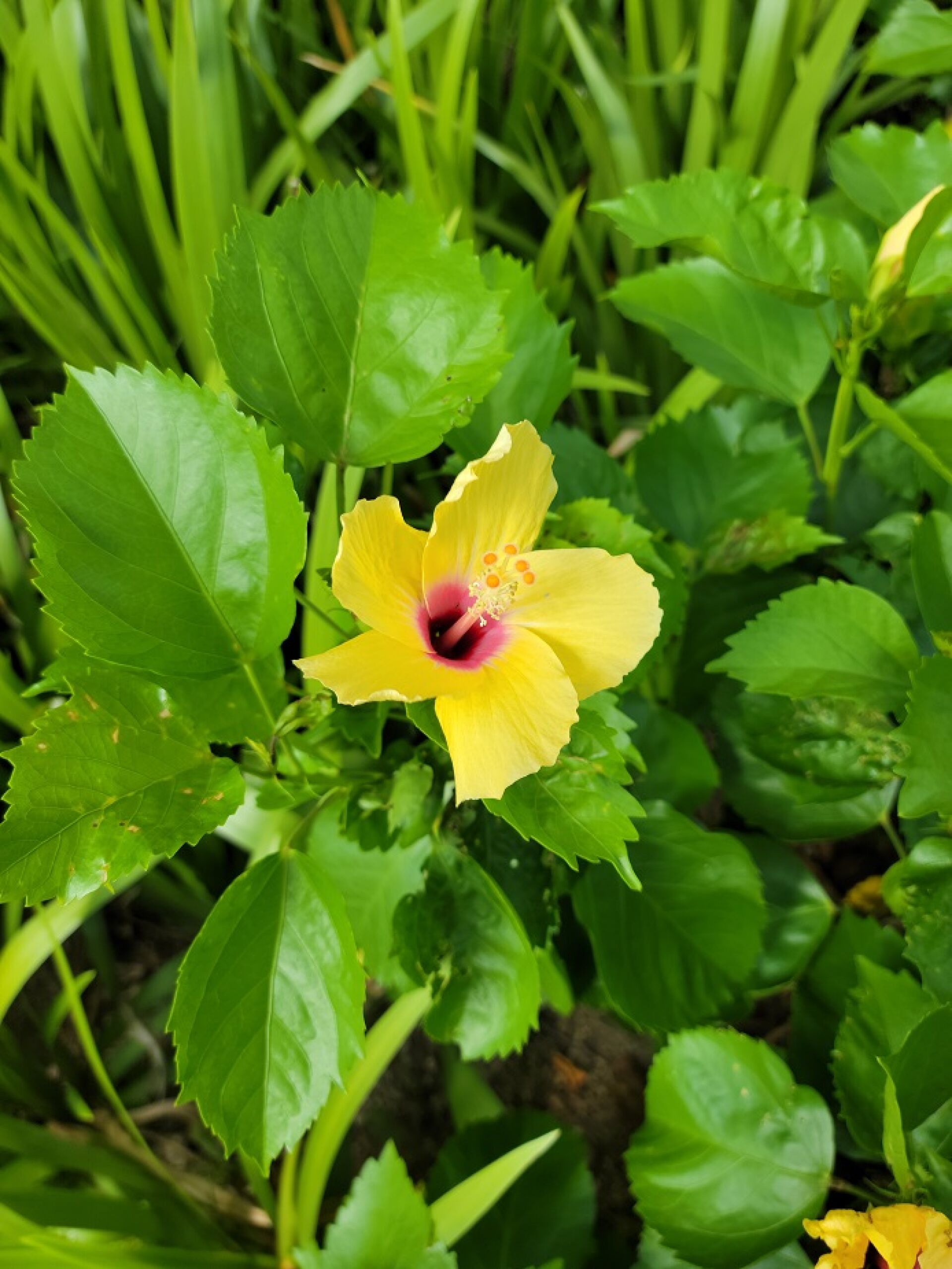 https://www.fa.gov.hk/朱槿(扶桑、大紅花)