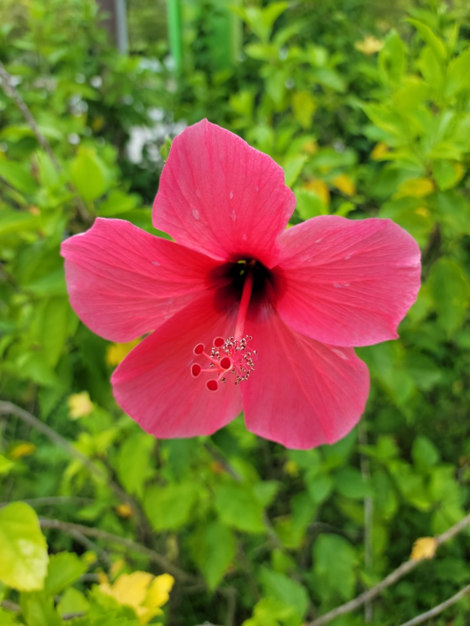 https://www.fa.gov.hk/朱槿(扶桑、大紅花)