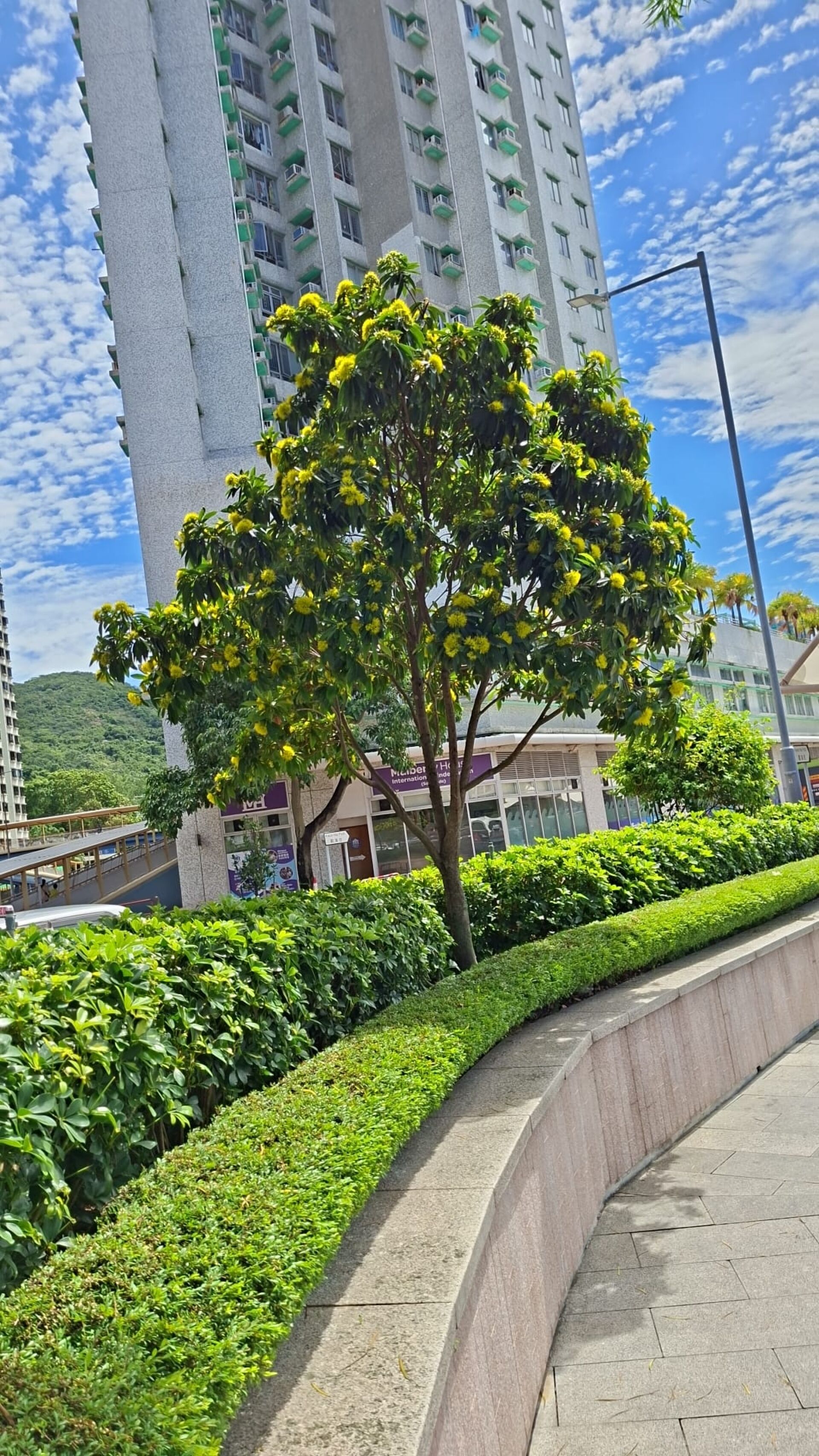 https://www.fa.gov.hk/金蒲桃
