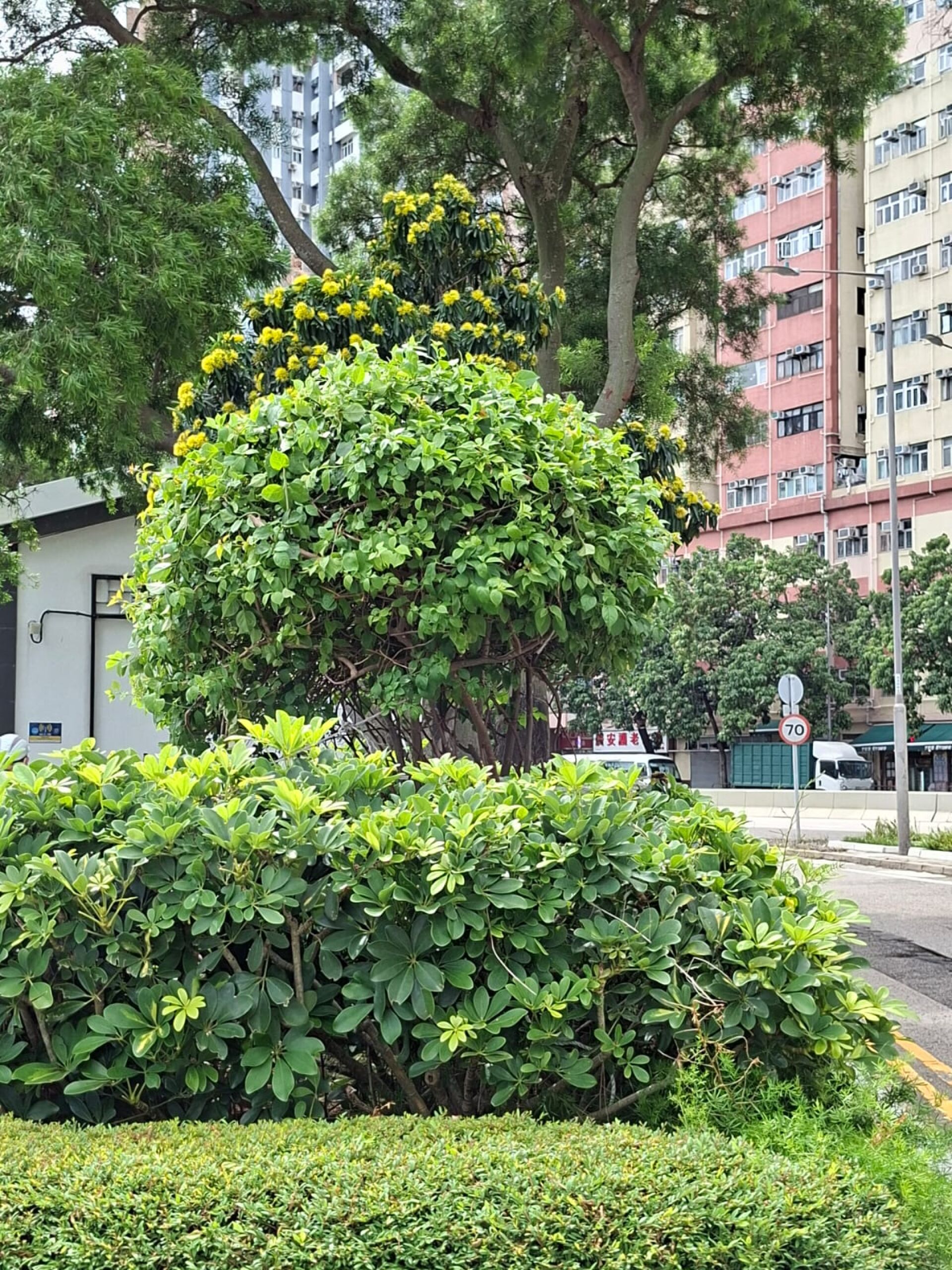 https://www.fa.gov.hk/金蒲桃