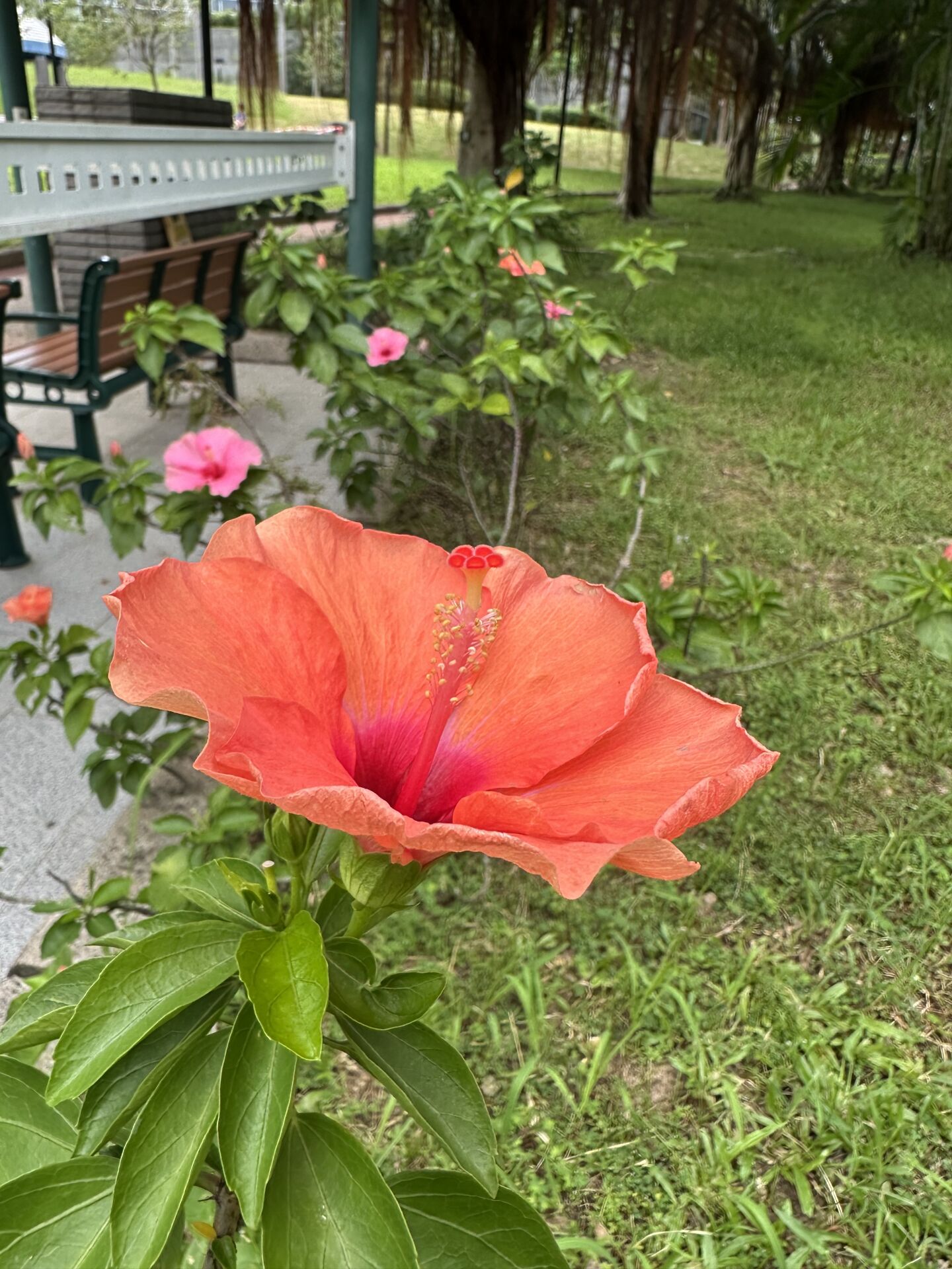 https://www.fa.gov.hk/朱槿(扶桑、大紅花)