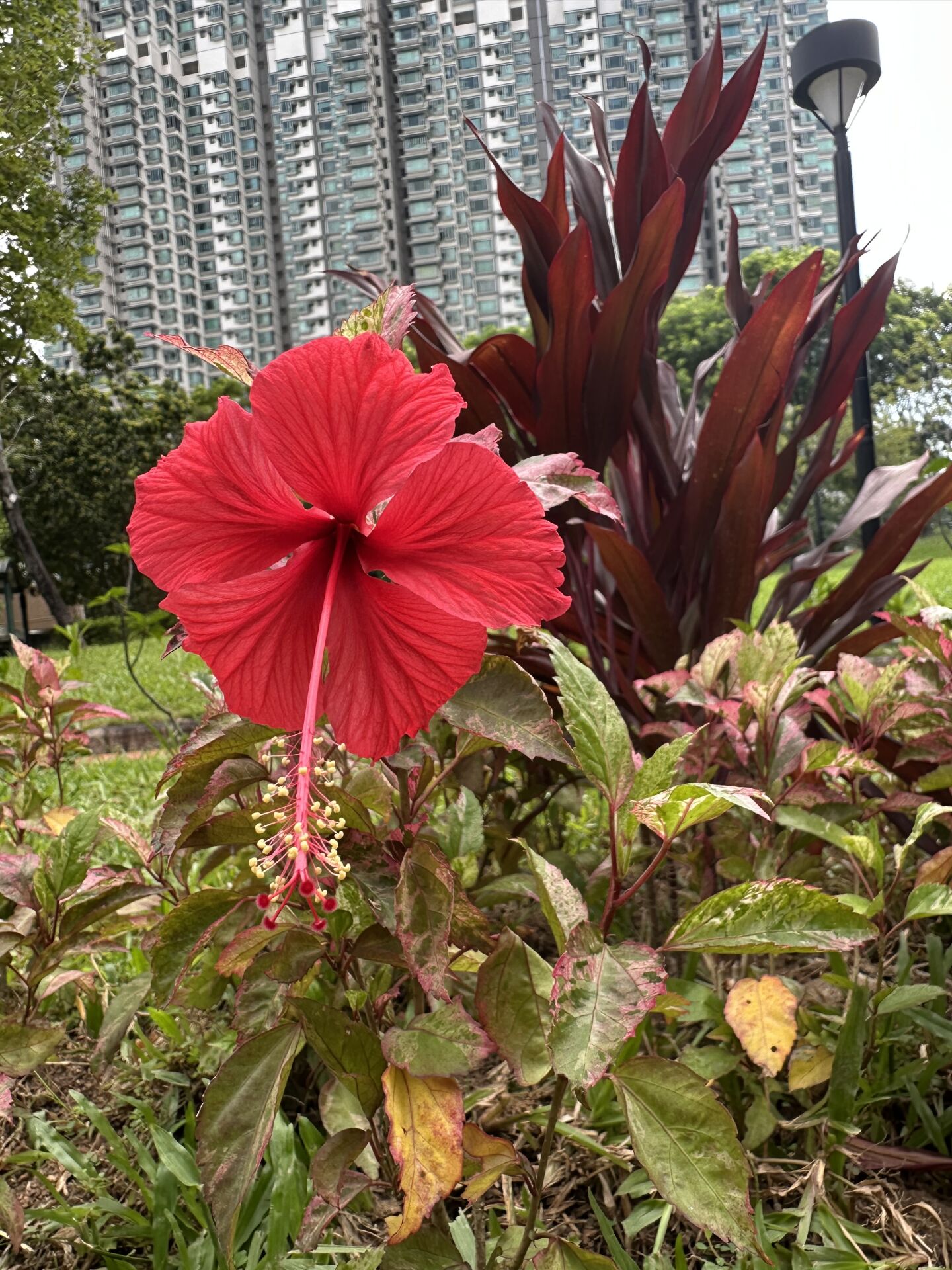 https://www.fa.gov.hk/朱槿(扶桑、大紅花)