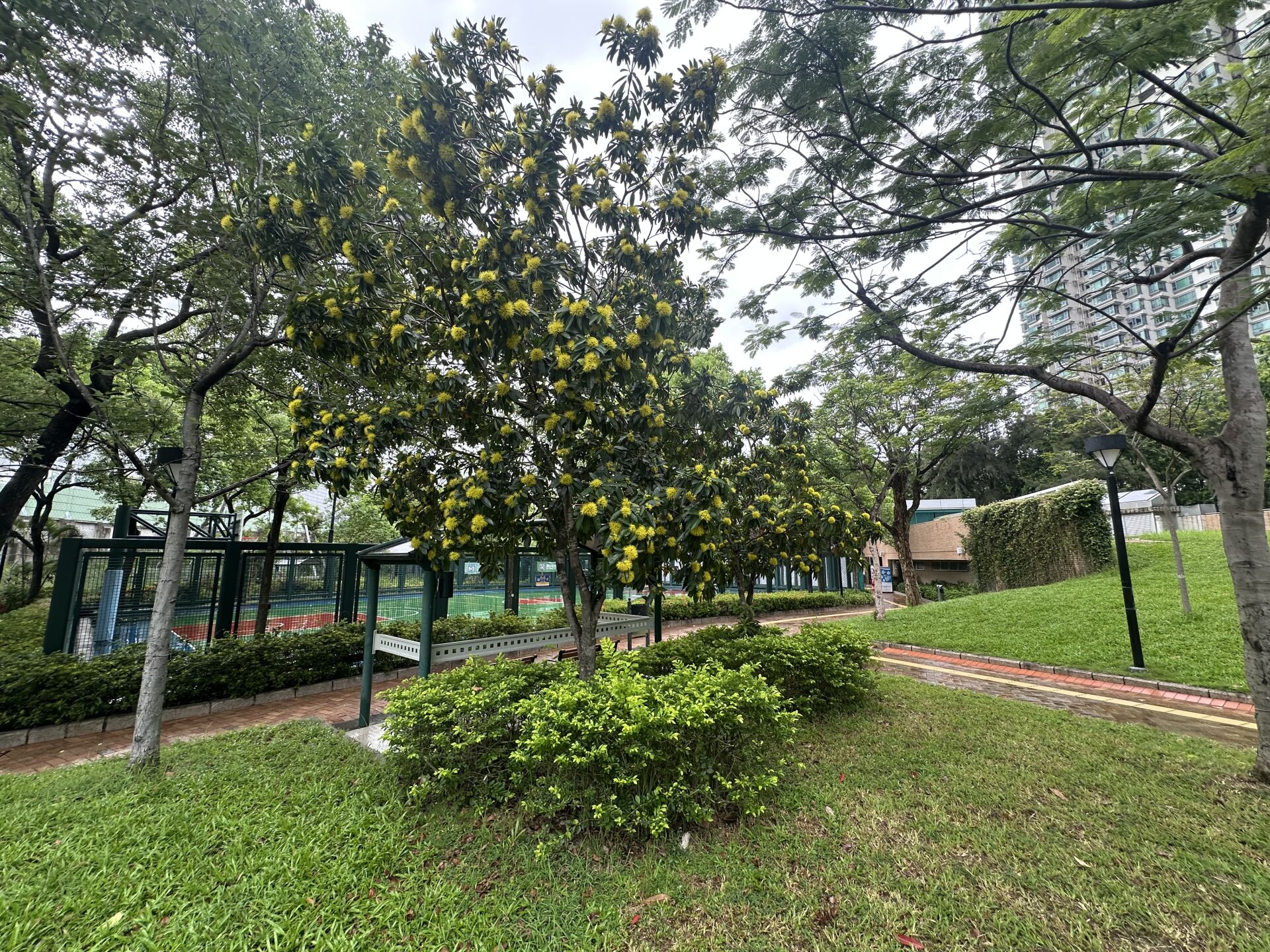 https://www.fa.gov.hk/金蒲桃