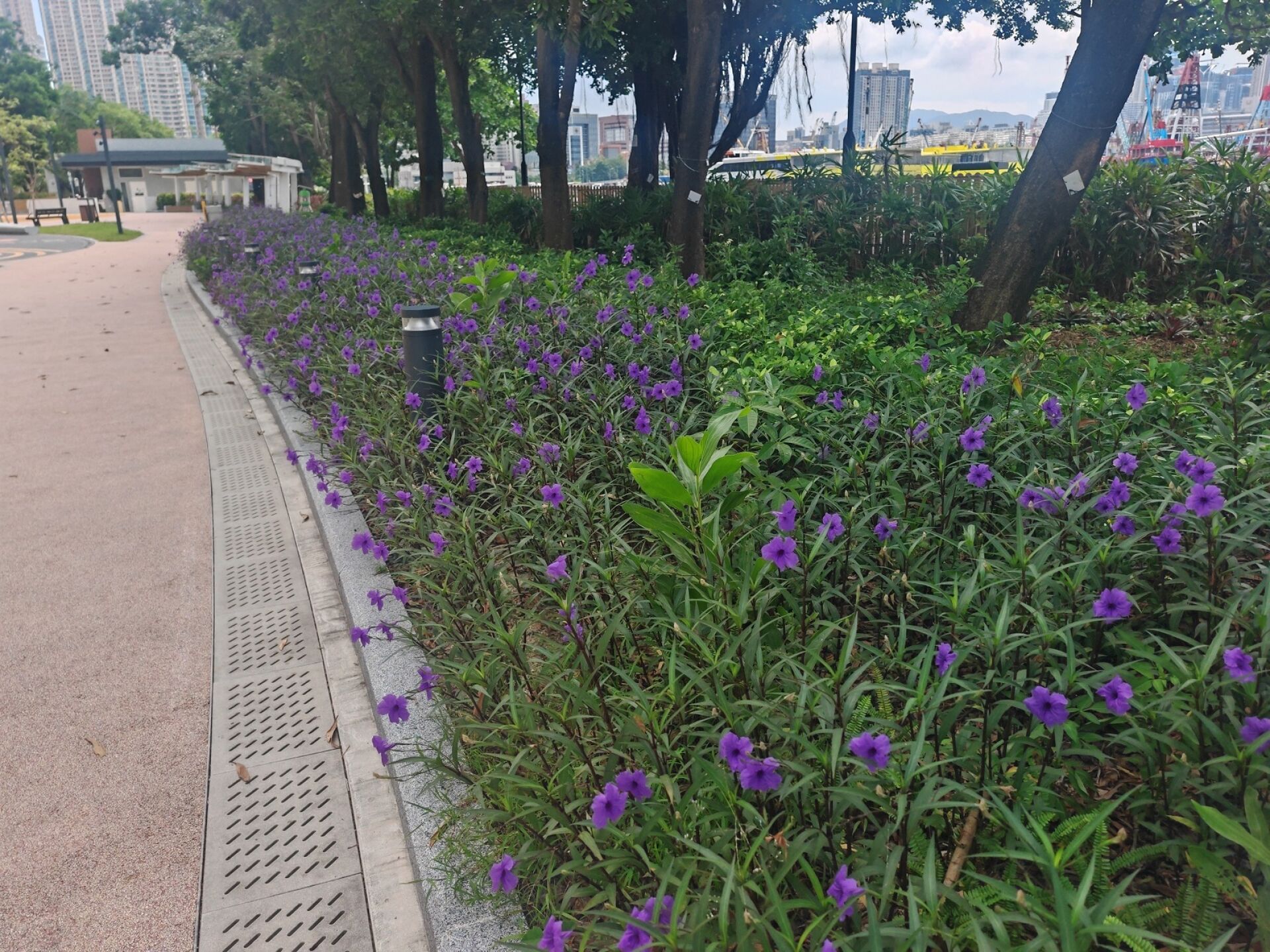 https://www.fa.gov.hk/翠蘆莉