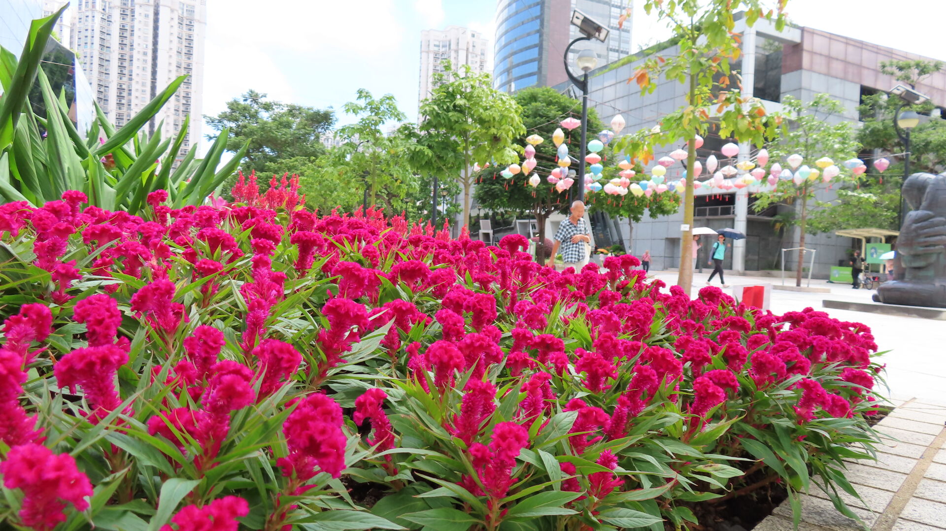 https://www.fa.gov.hk/雞冠花