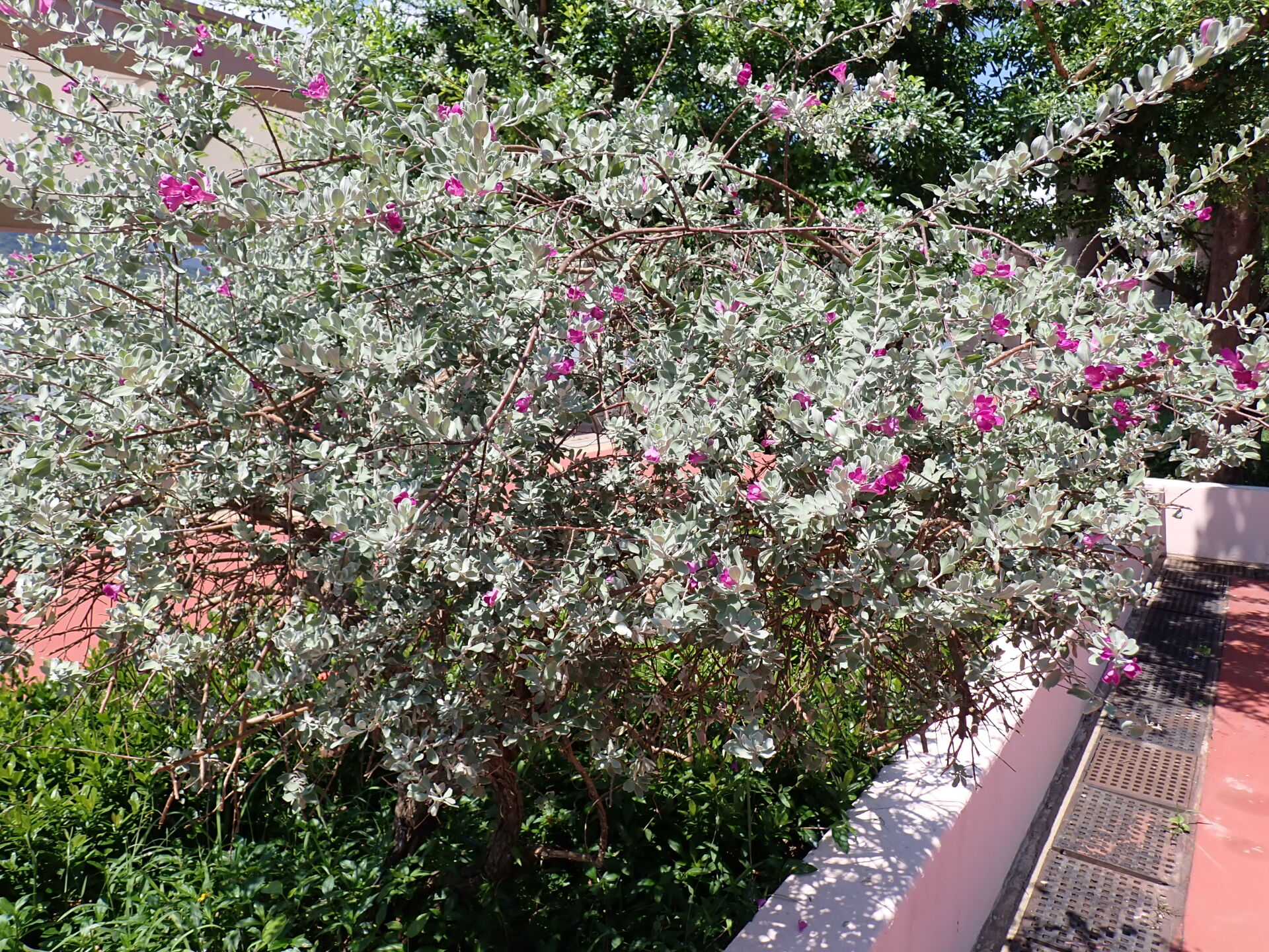 https://www.fa.gov.hk/紅花玉芙蓉