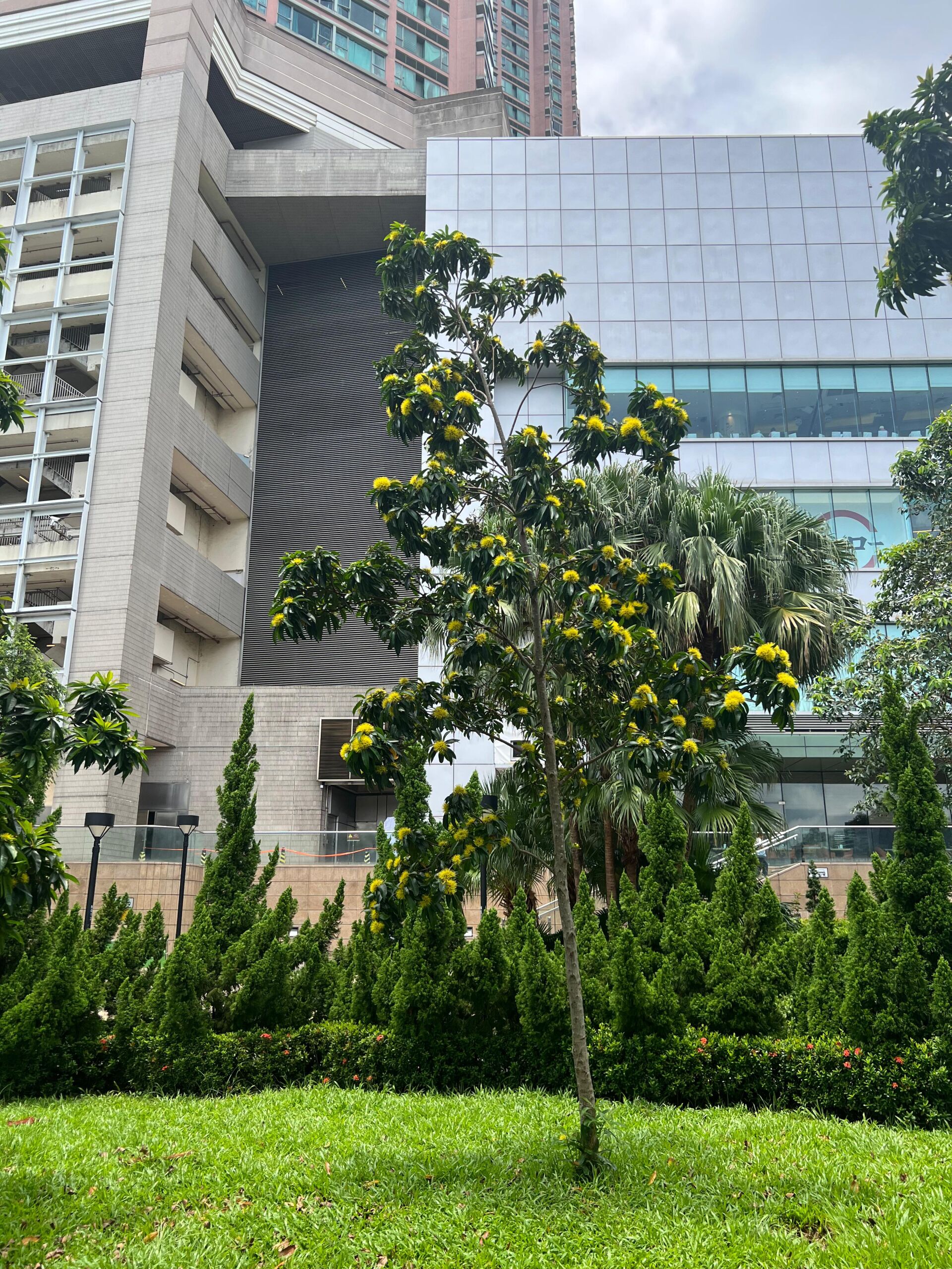 https://www.fa.gov.hk/金蒲桃