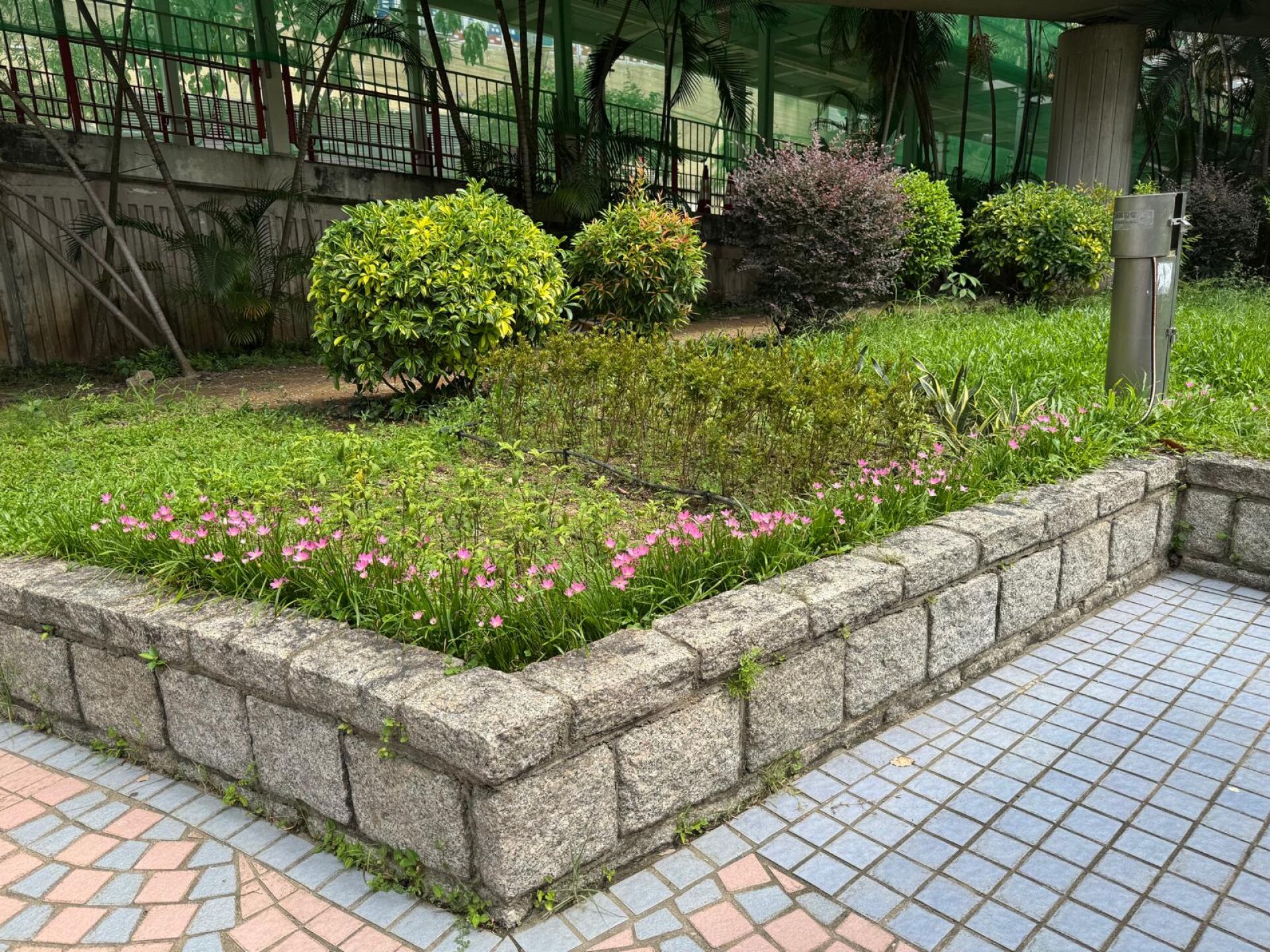 https://www.fa.gov.hk/風雨蘭
