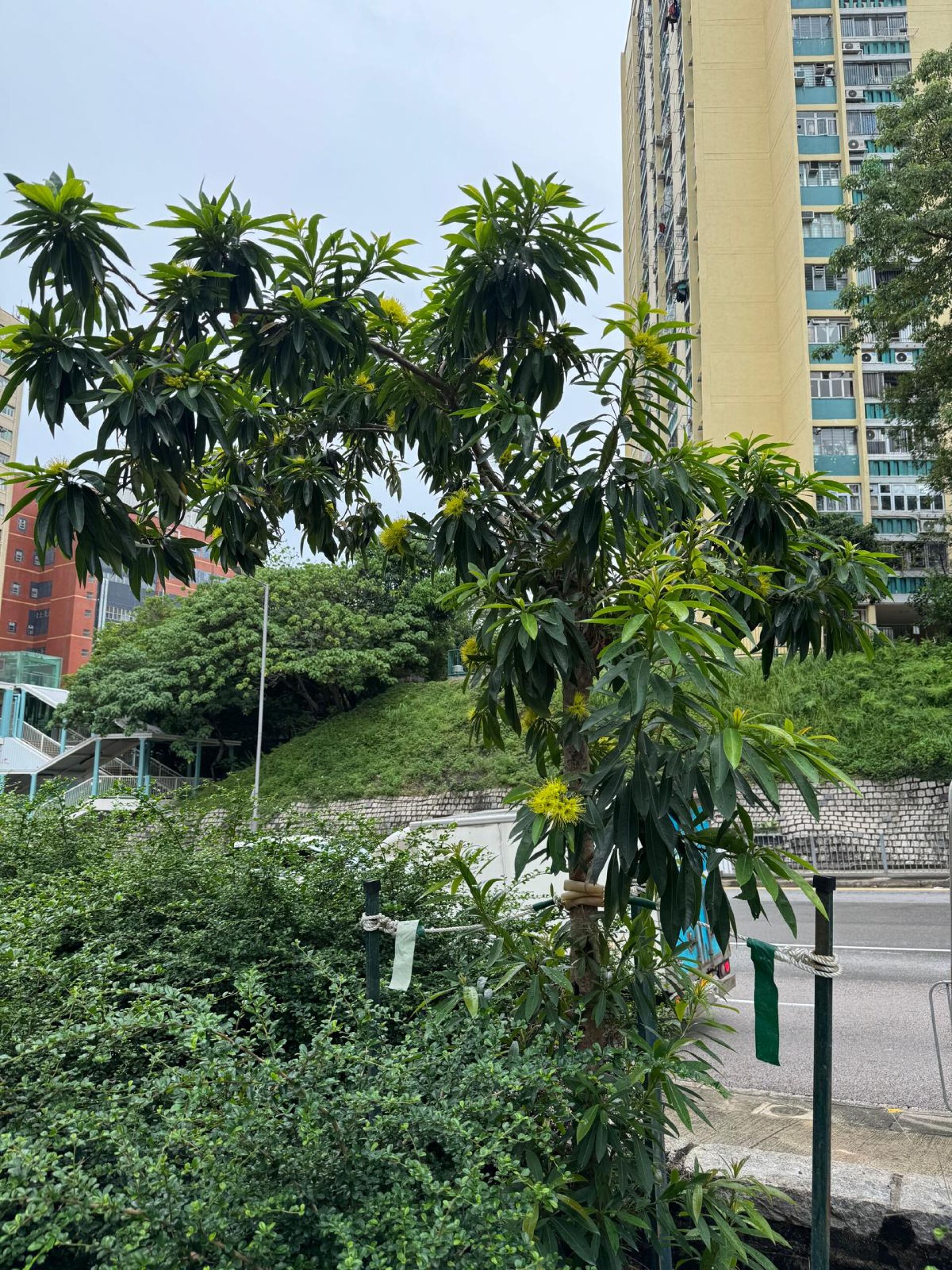 https://www.fa.gov.hk/金蒲桃