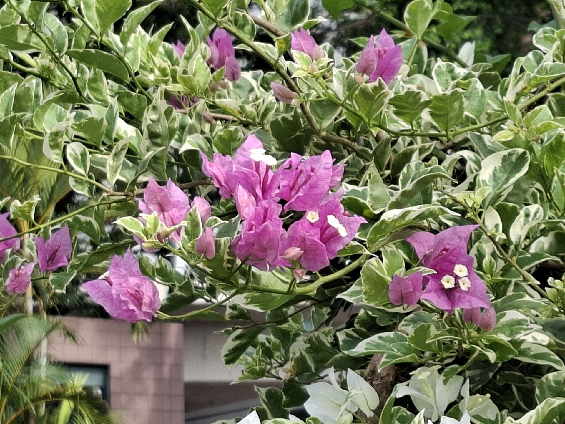 https://www.fa.gov.hk/葉子花 (簕杜鵑)