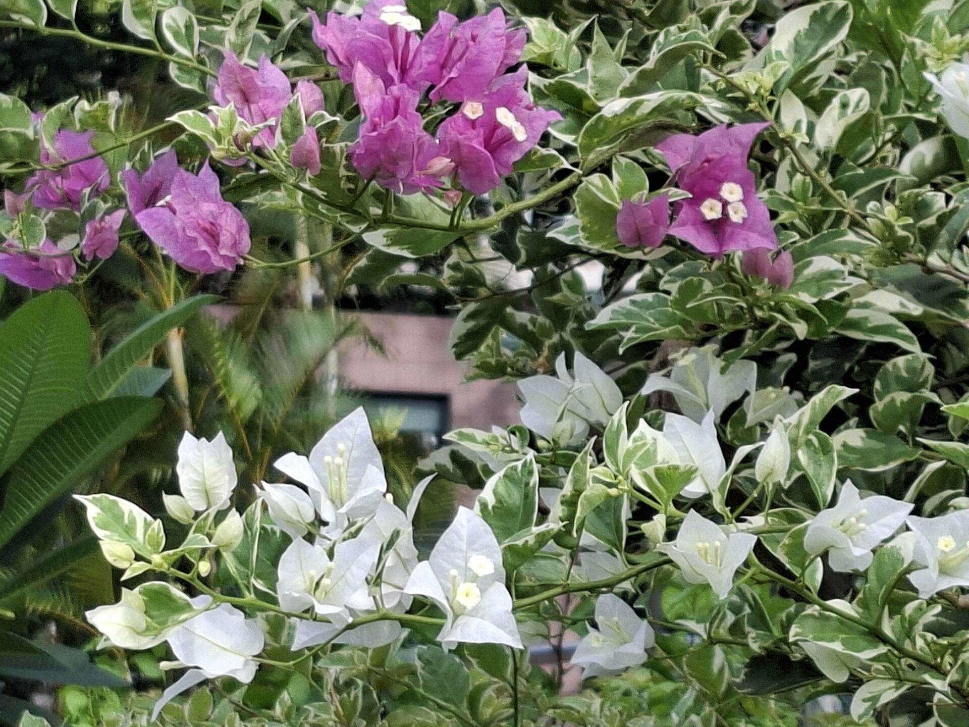 https://www.fa.gov.hk/葉子花 (簕杜鵑)