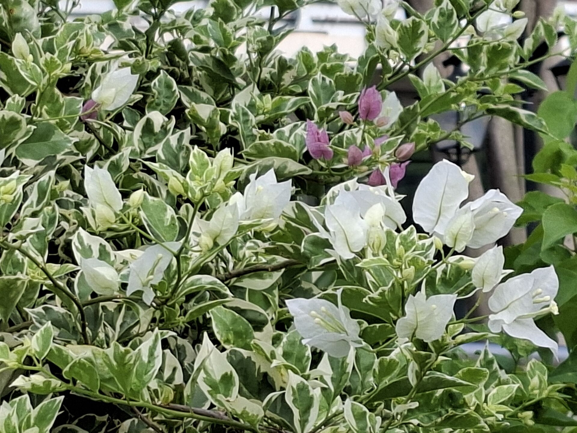 https://www.fa.gov.hk/葉子花 (簕杜鵑)