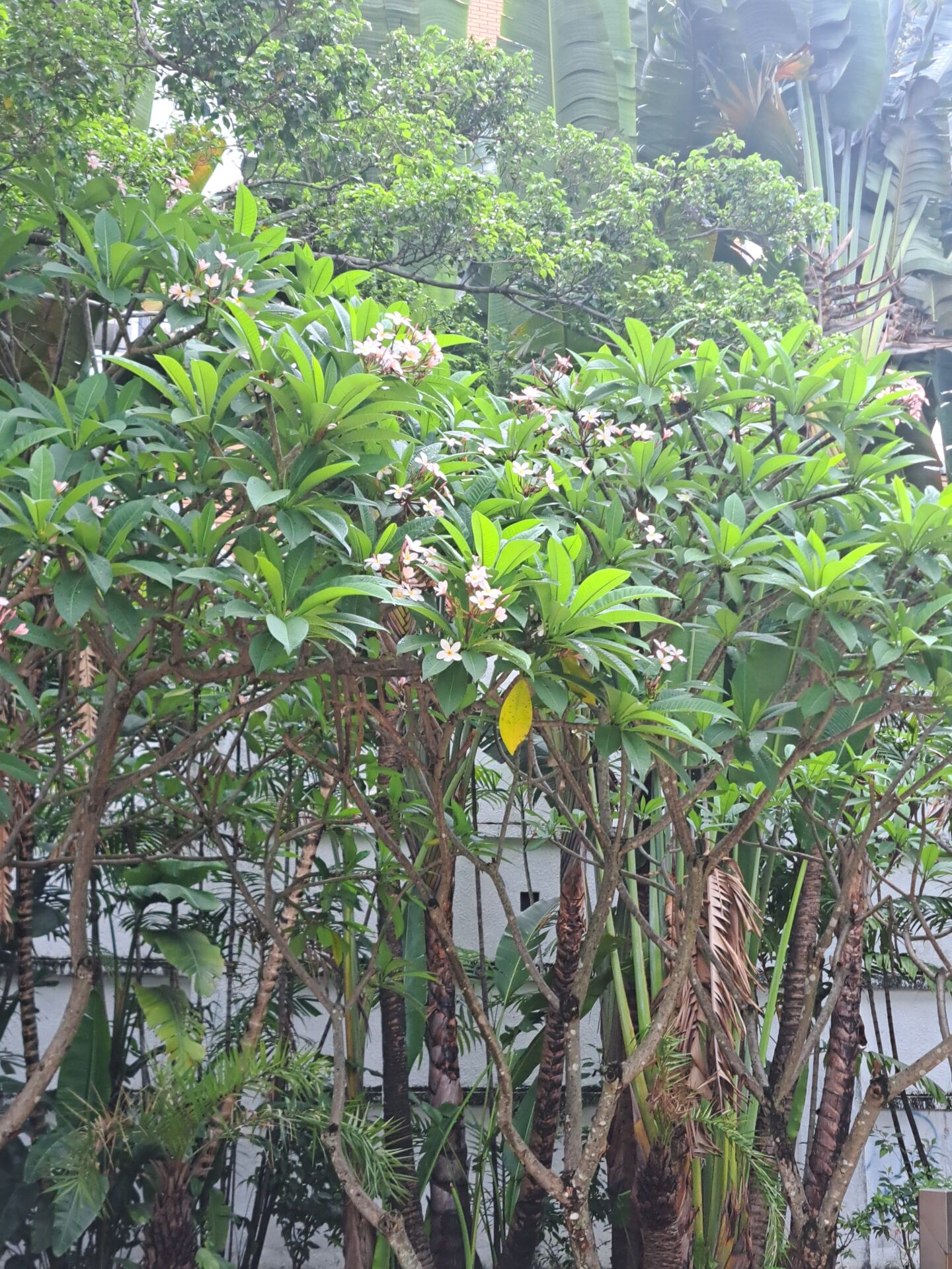 https://www.fa.gov.hk/雞蛋花