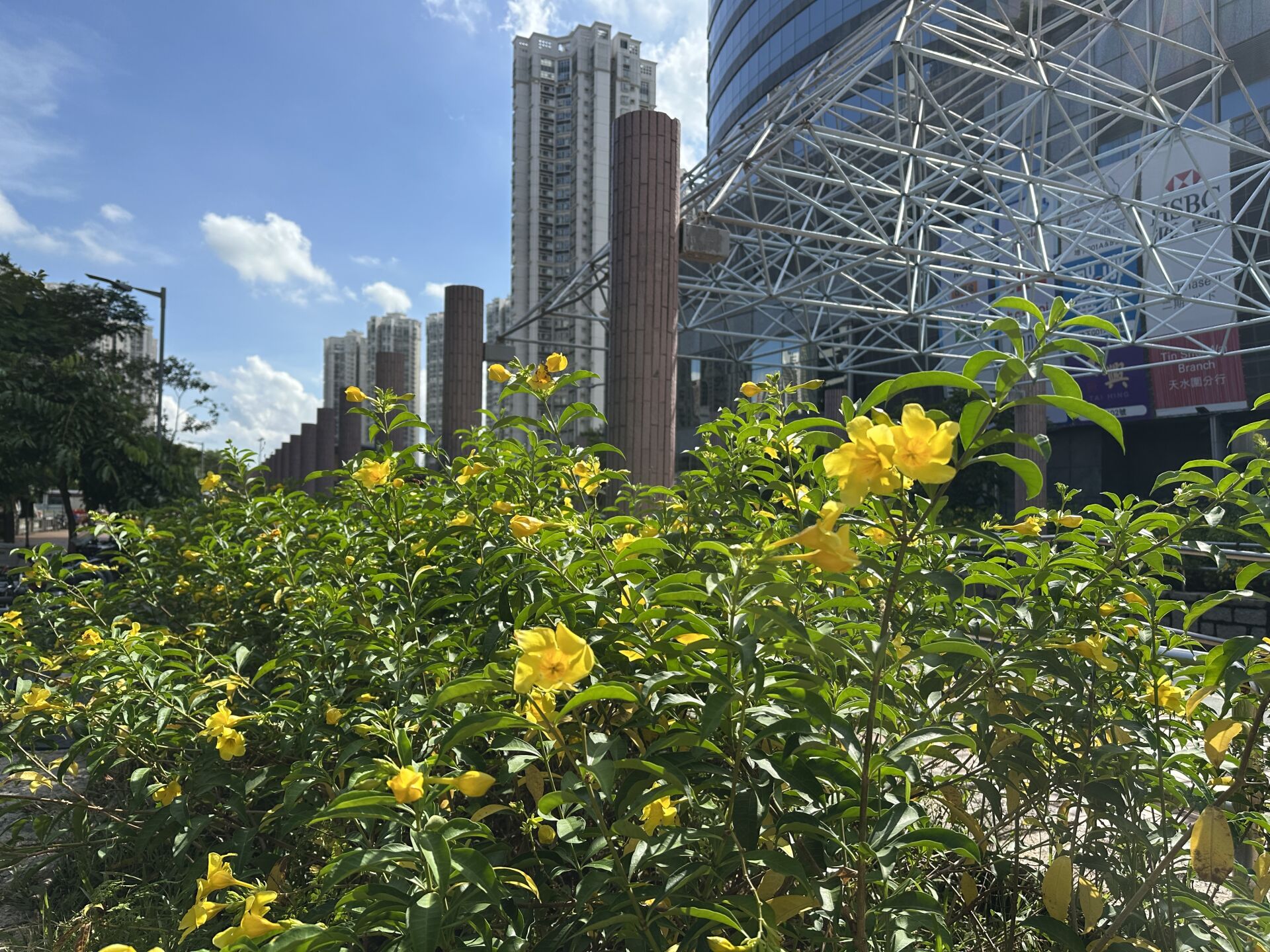https://www.fa.gov.hk/多花黃蟬