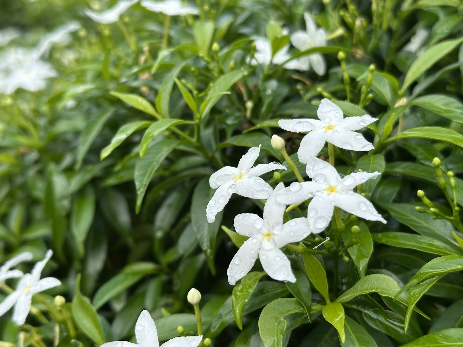 https://www.fa.gov.hk/珍珠狗牙花