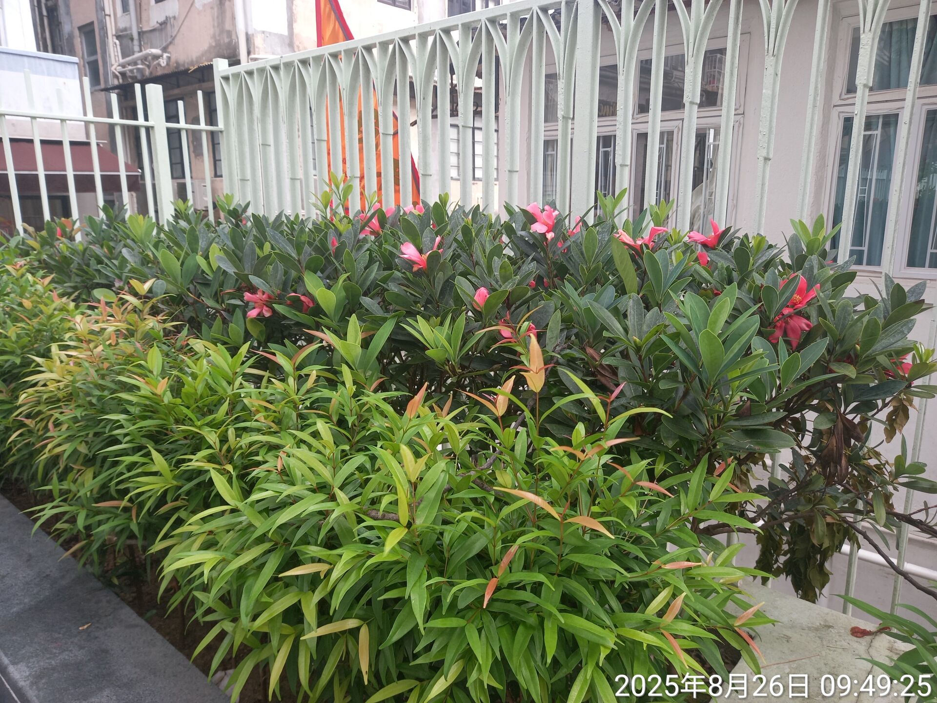https://www.fa.gov.hk/杜鵑山茶花