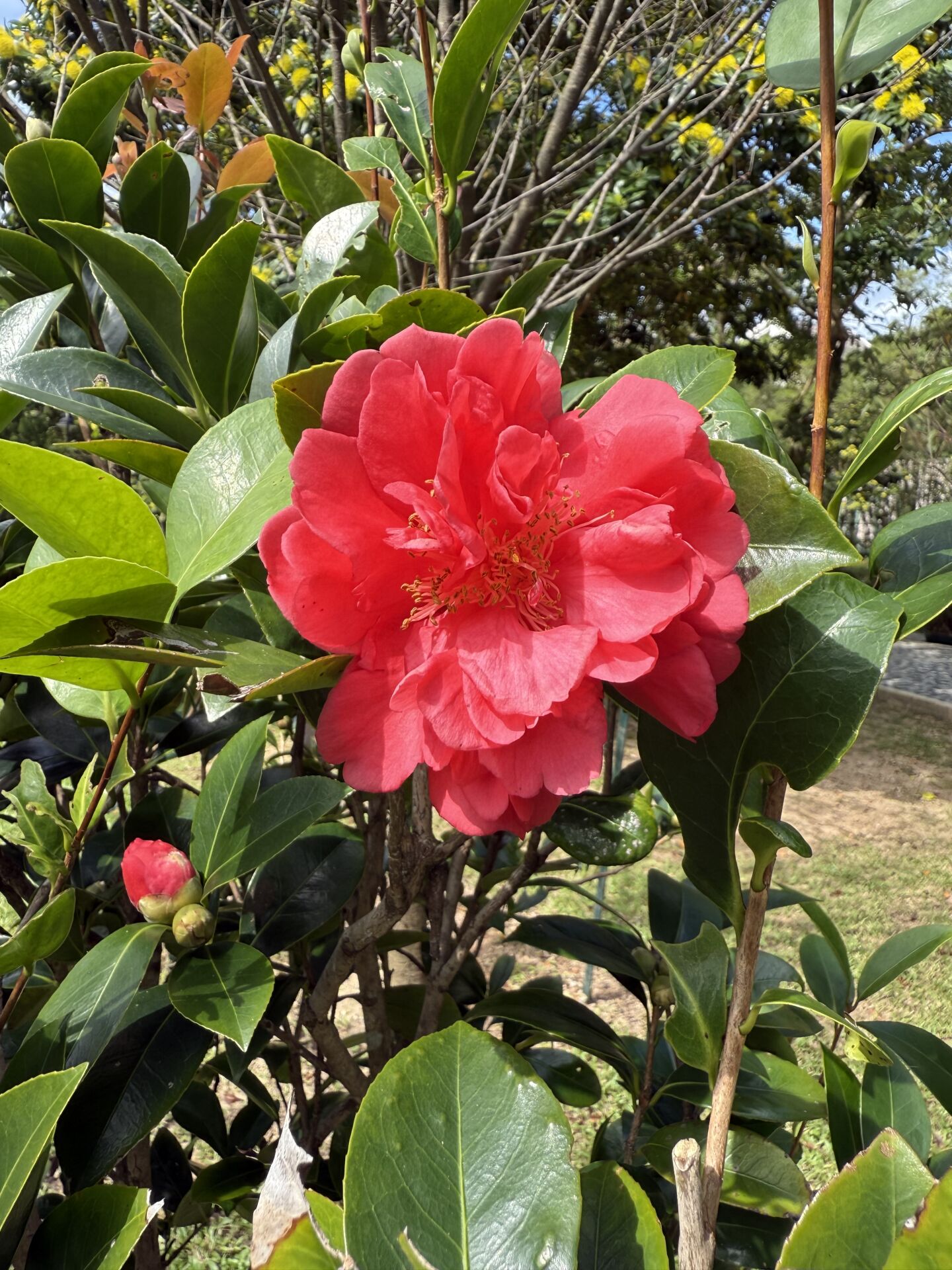 https://www.fa.gov.hk/茶花
