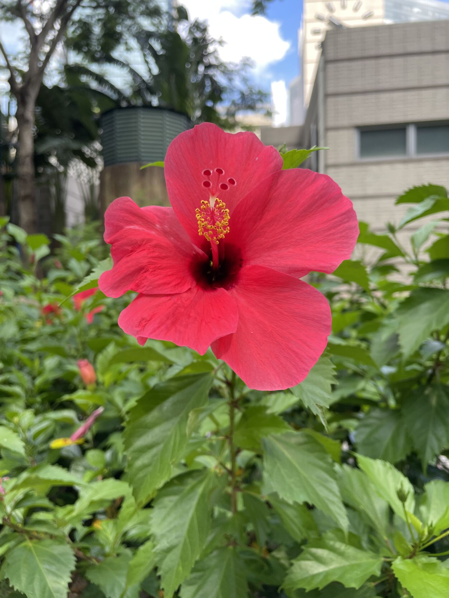 https://www.fa.gov.hk/朱槿(扶桑、大紅花)