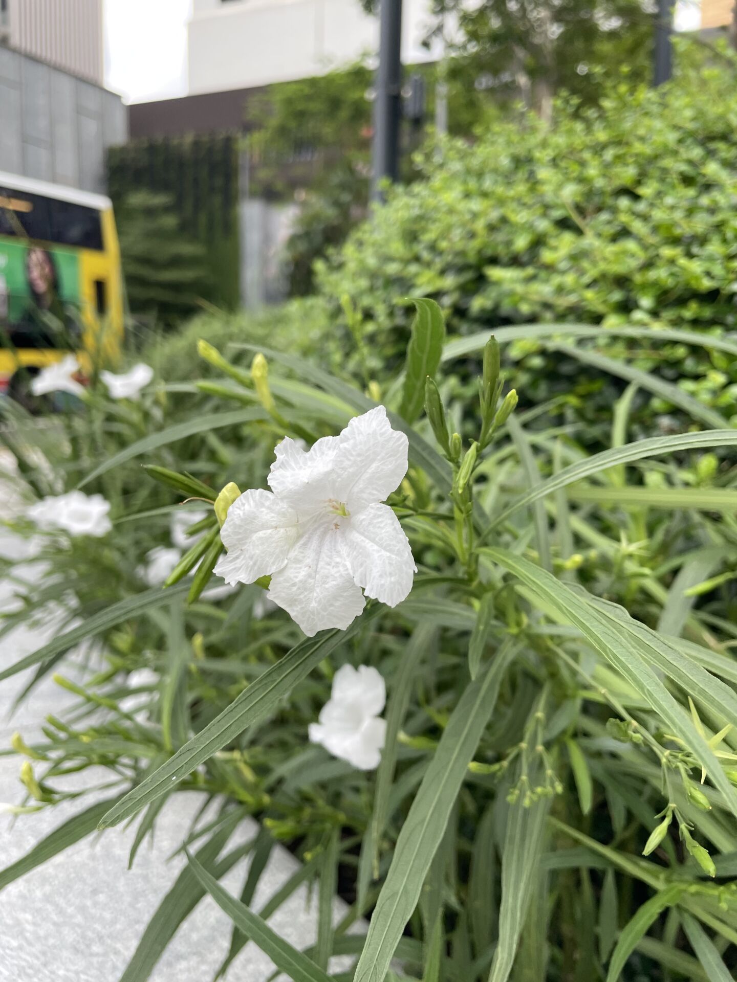 https://www.fa.gov.hk/翠蘆莉