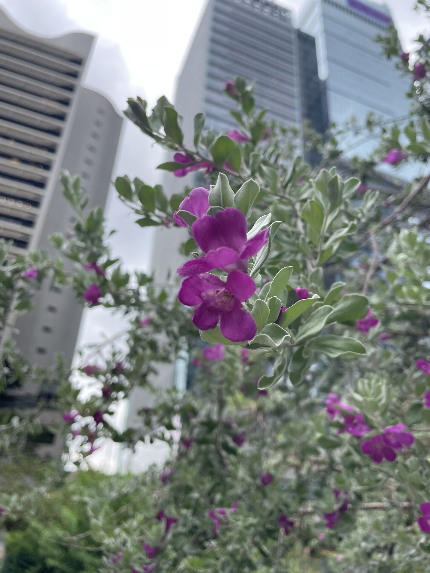 https://www.fa.gov.hk/紅花玉芙蓉