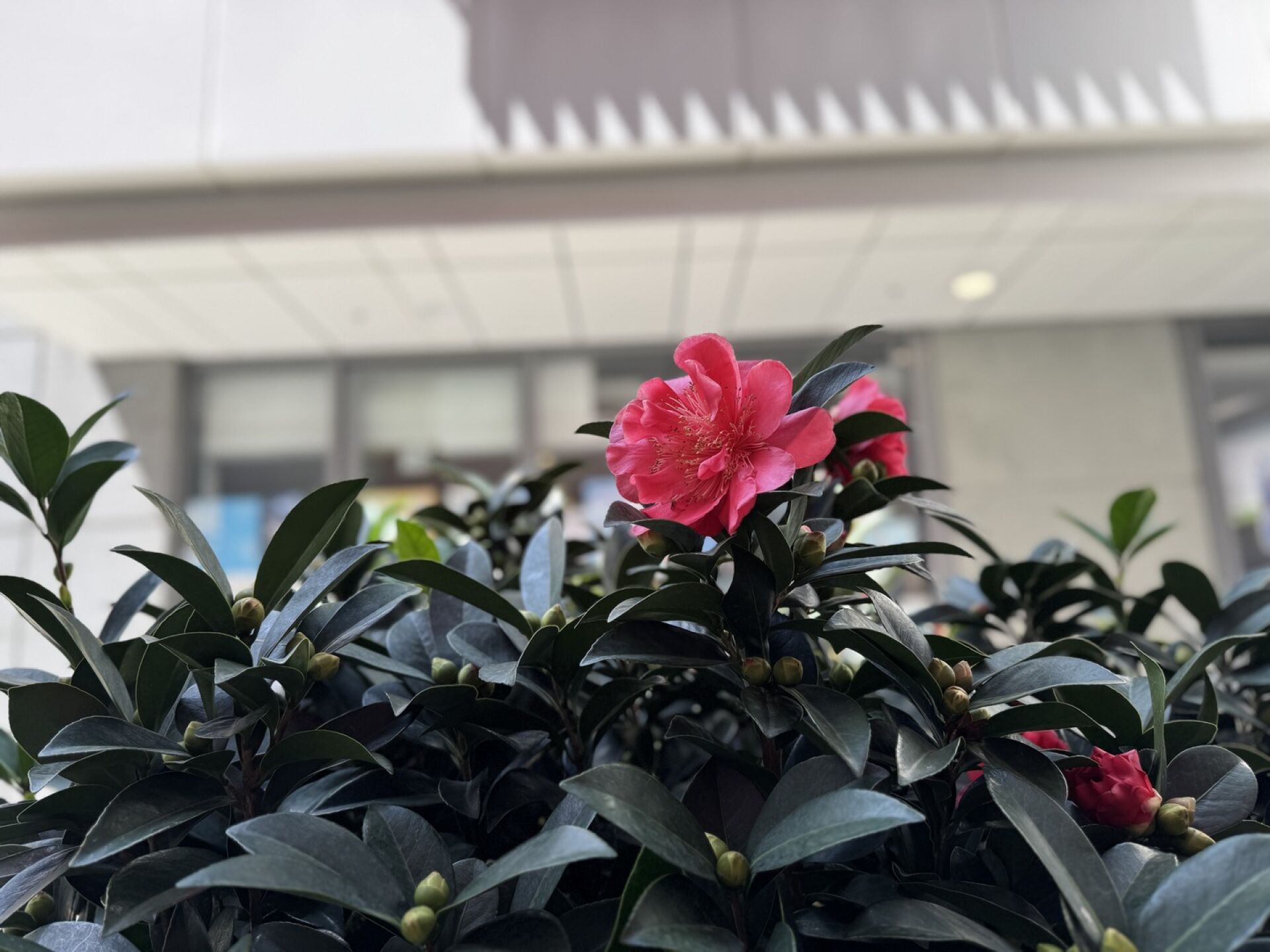 https://www.fa.gov.hk/細葉龍船花