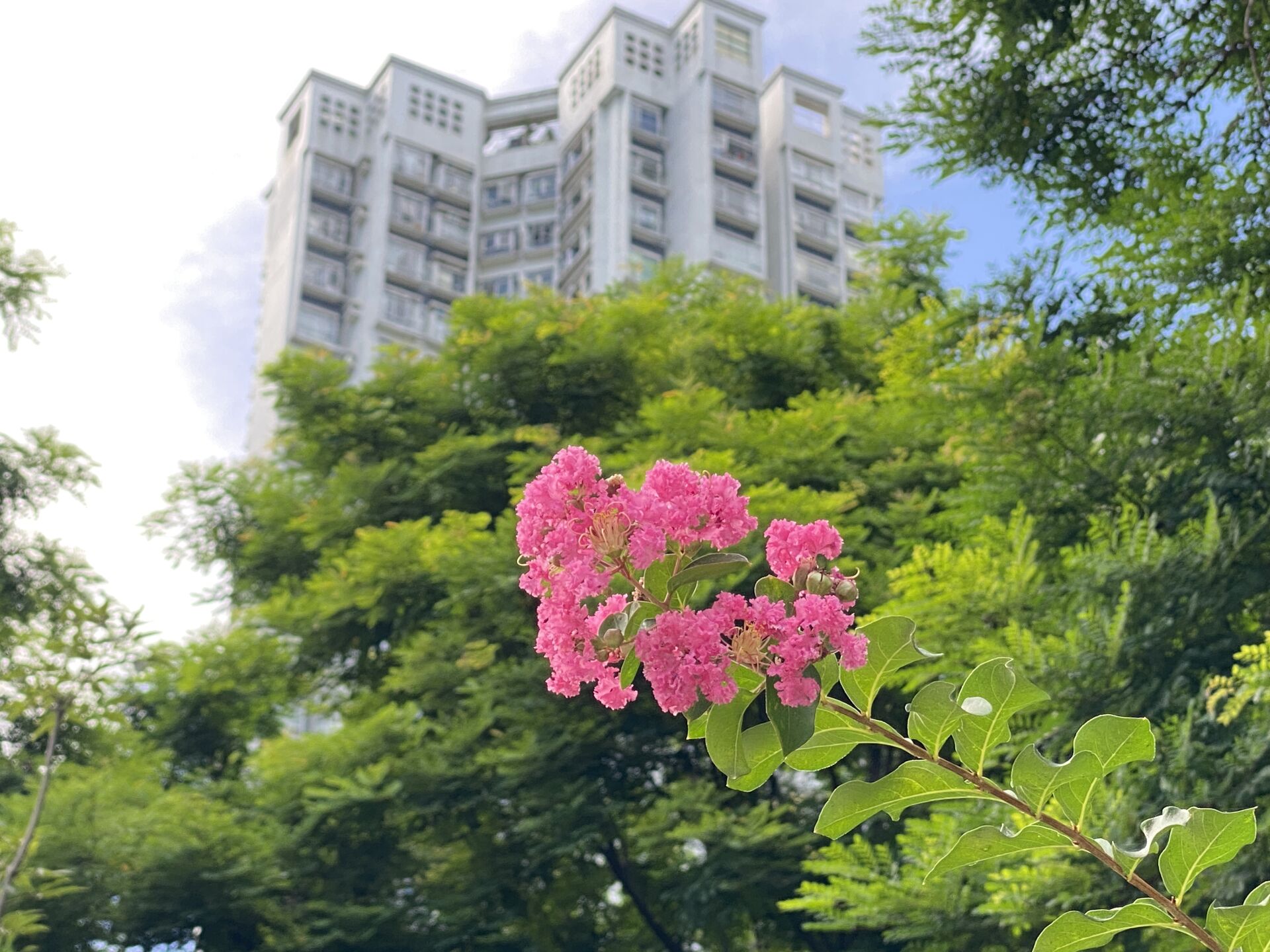 https://www.fa.gov.hk/紫薇