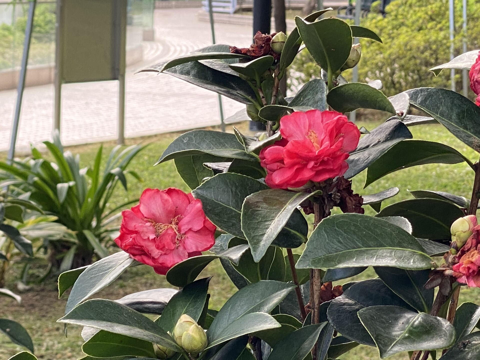 https://www.fa.gov.hk/茶花