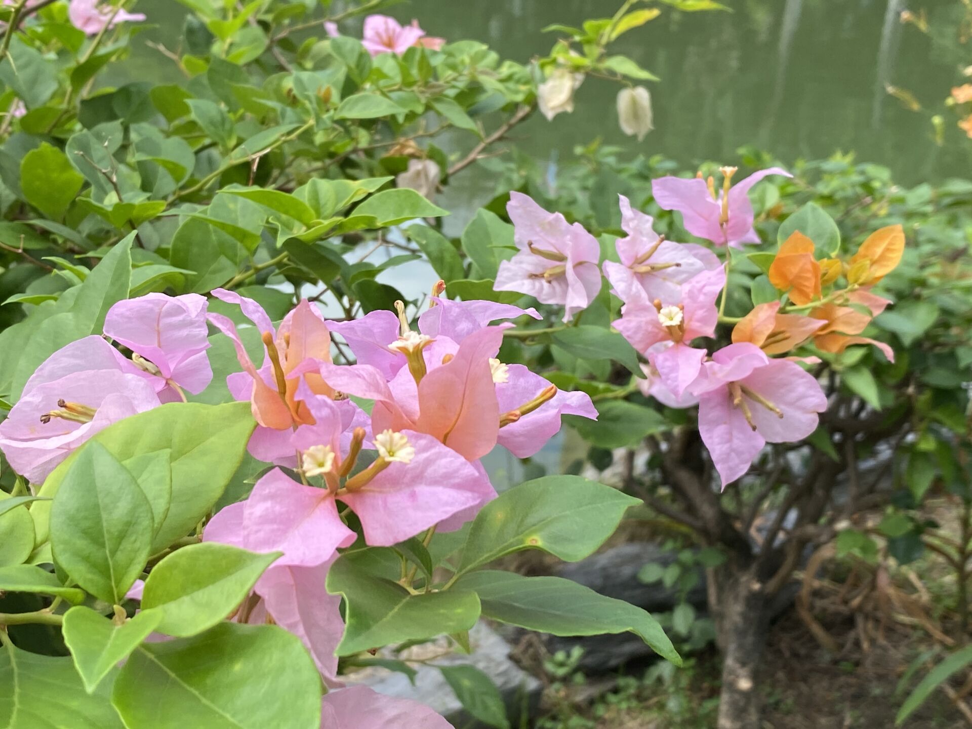https://www.fa.gov.hk/葉子花(簕杜鵑)