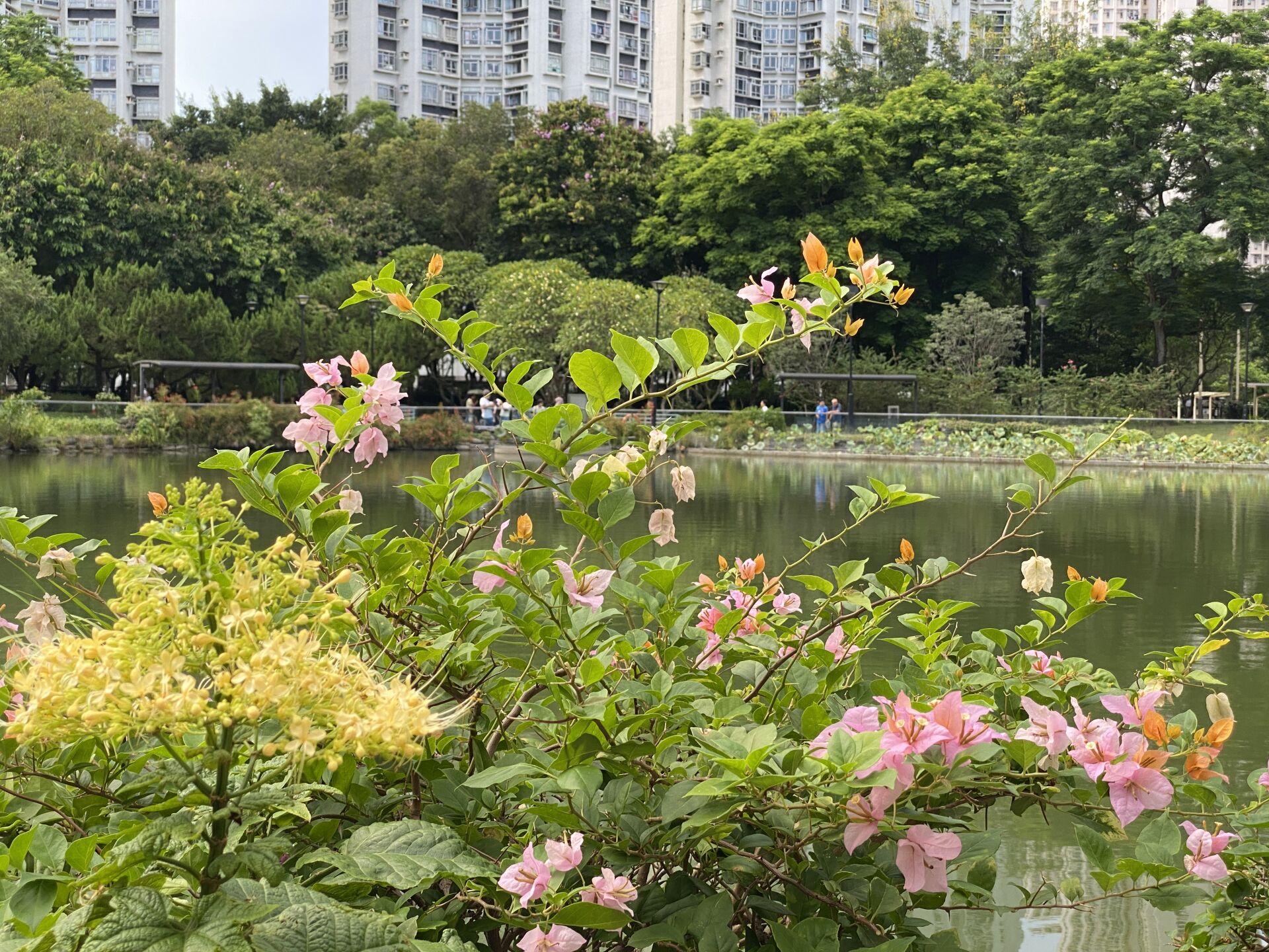 https://www.fa.gov.hk/葉子花(簕杜鵑)