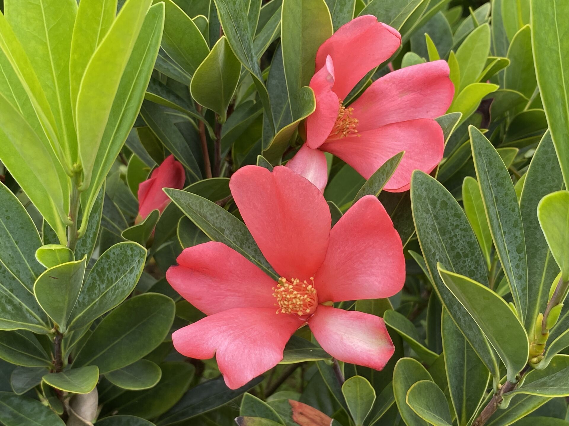 https://www.fa.gov.hk/杜鵑紅山茶