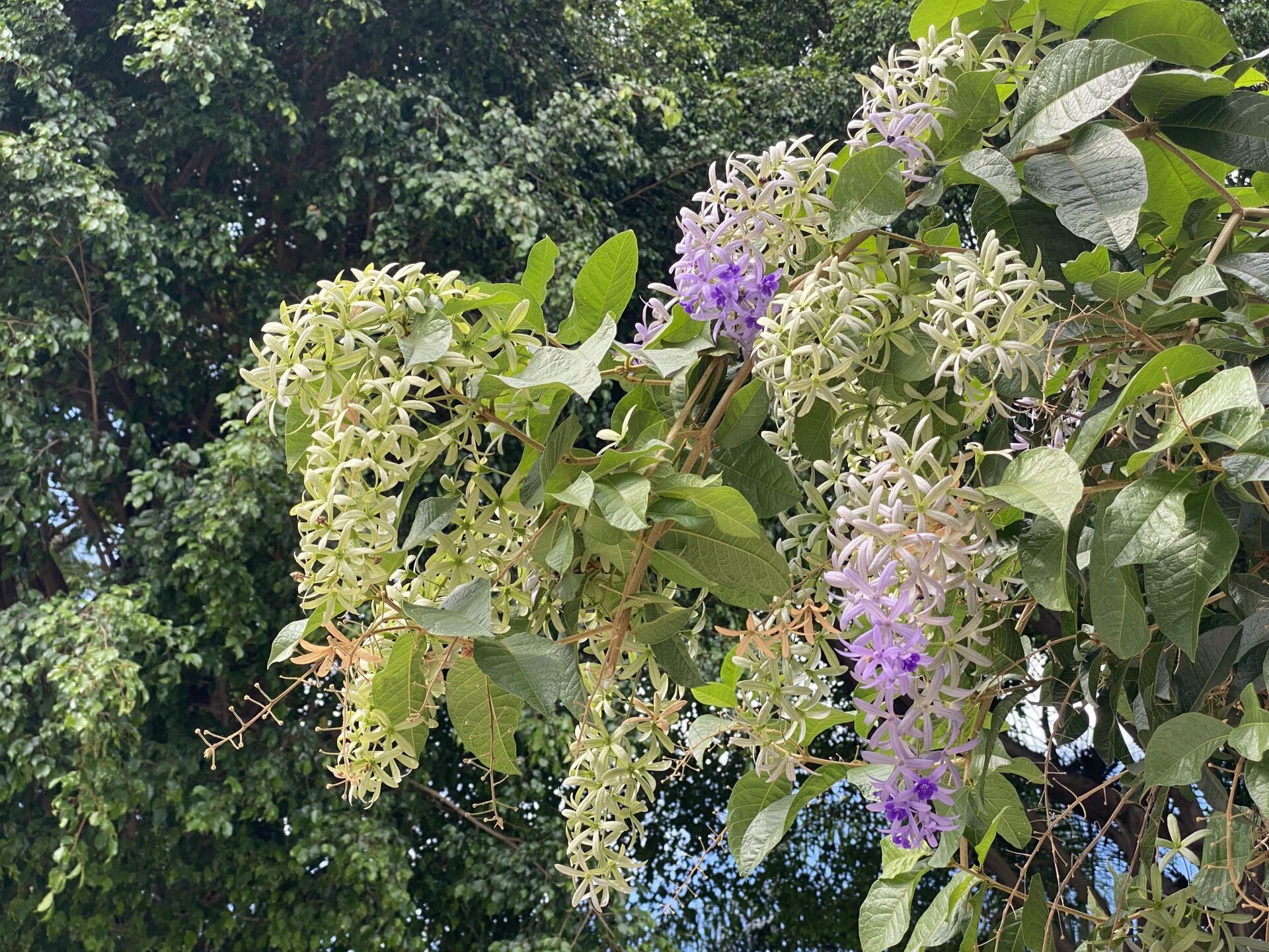 https://www.fa.gov.hk/藍花滕