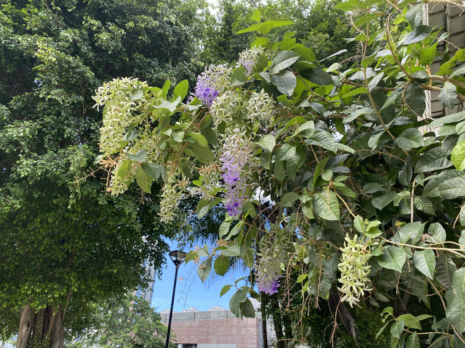 https://www.fa.gov.hk/藍花滕