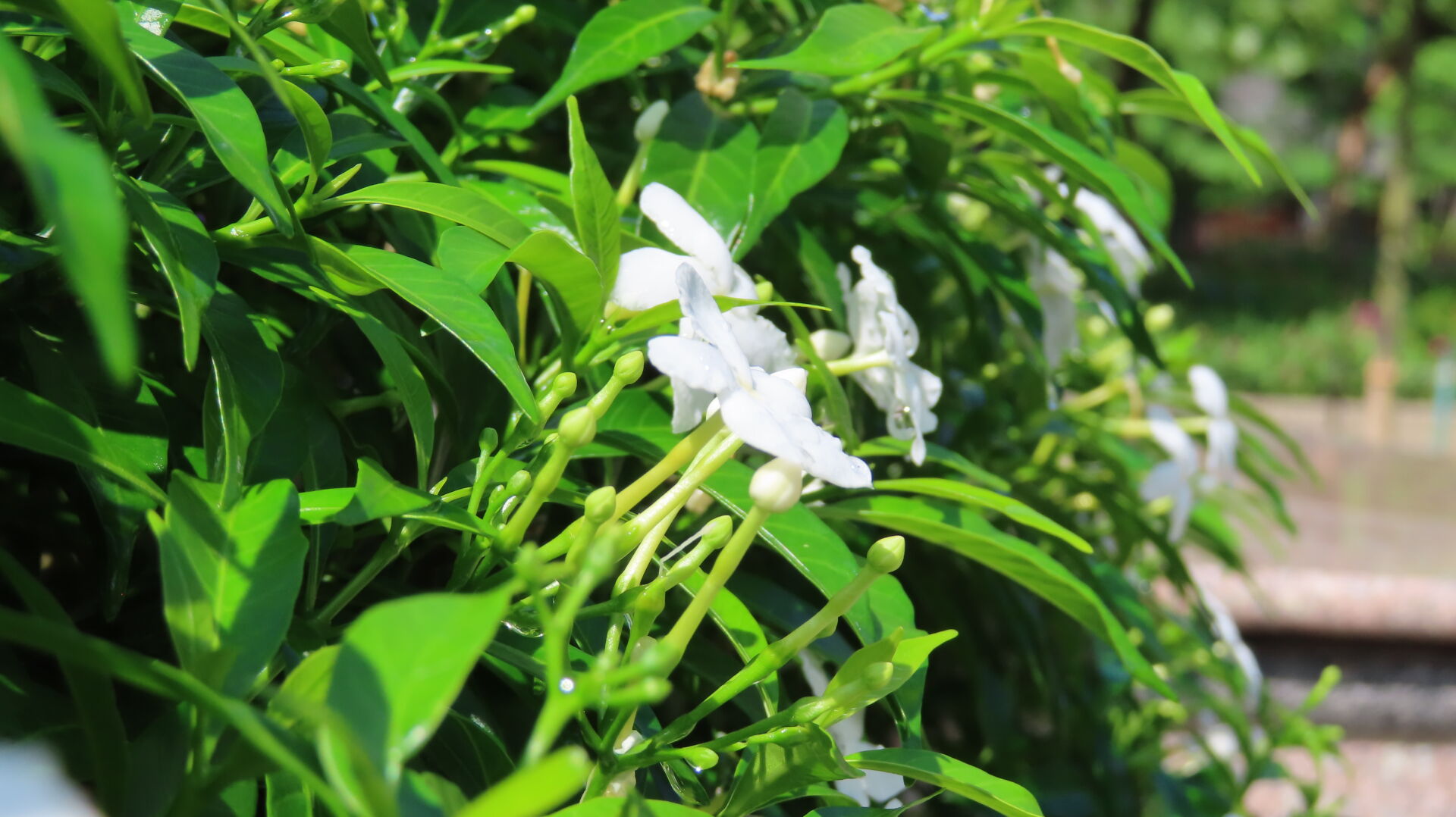 https://www.fa.gov.hk/珍珠狗牙花