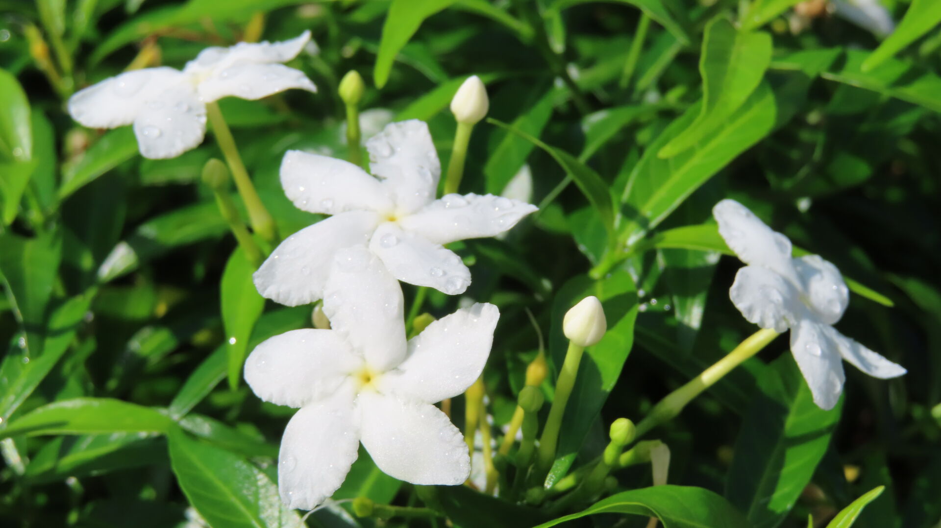 https://www.fa.gov.hk/珍珠狗牙花