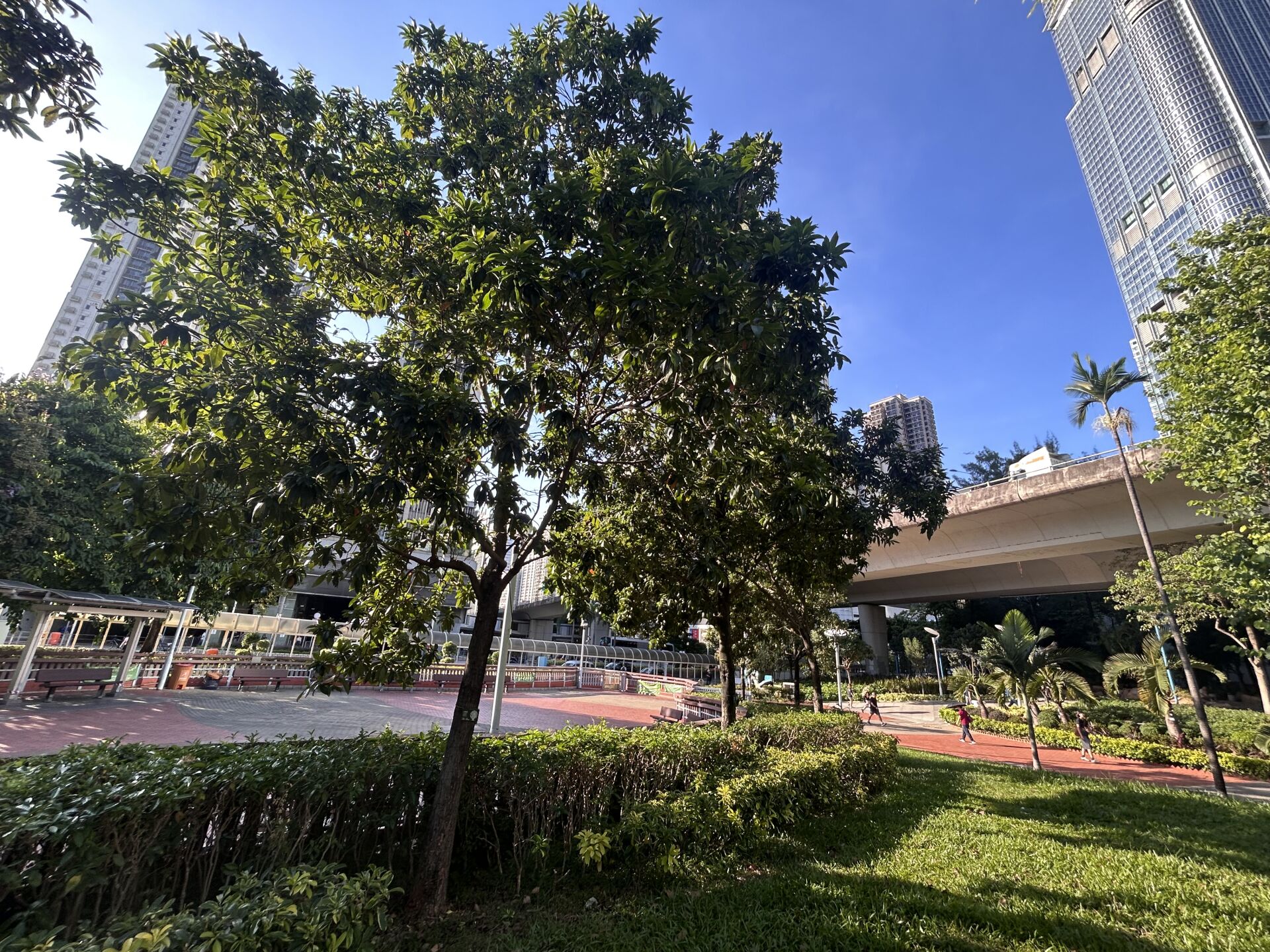 https://www.fa.gov.hk/金蒲桃