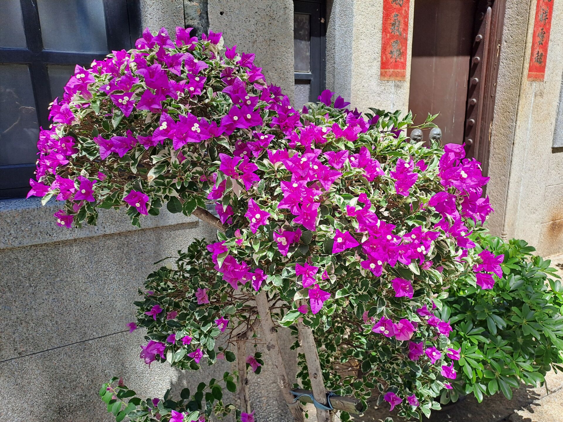 https://www.fa.gov.hk/葉子花 (簕杜鵑)