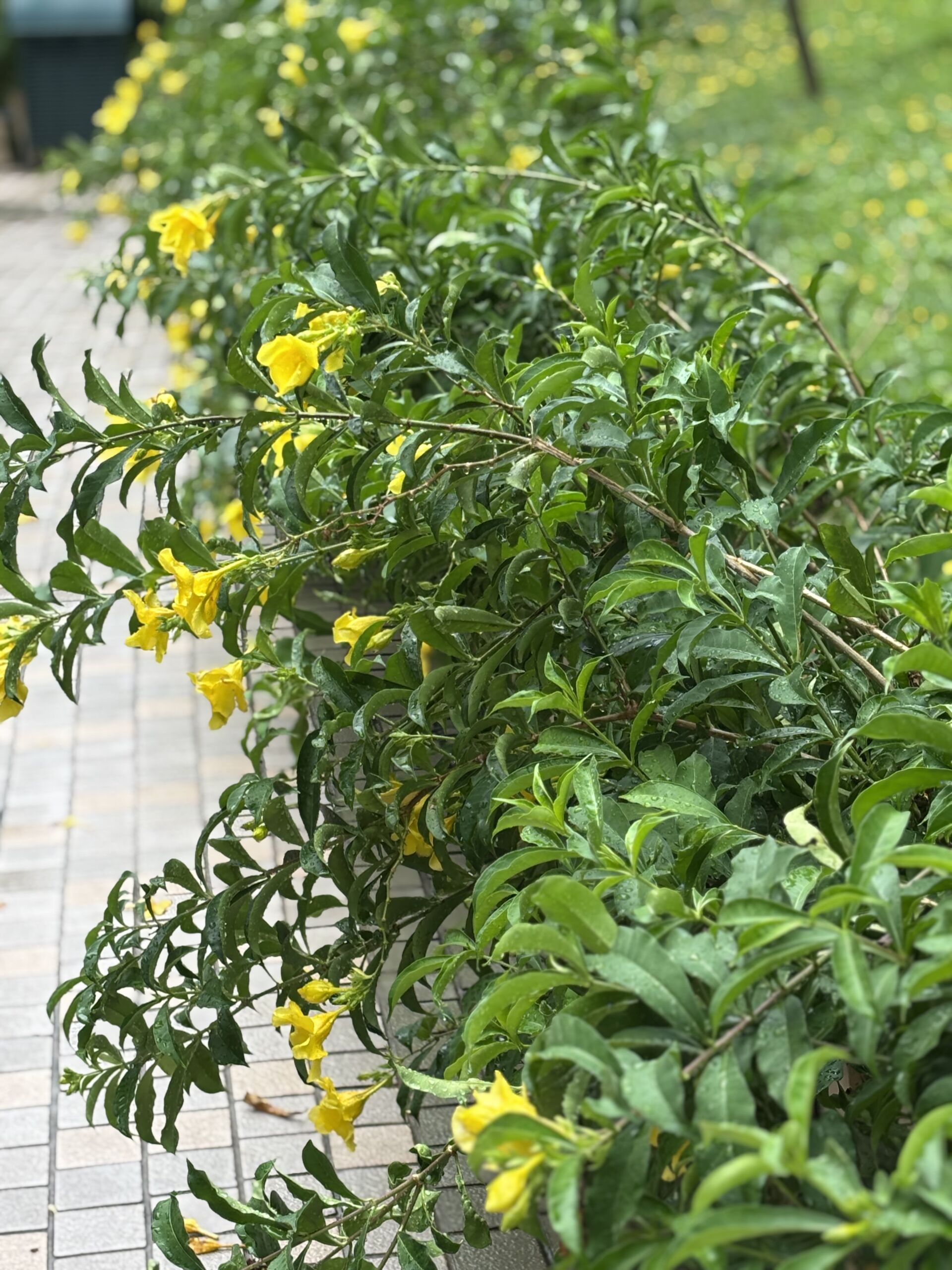 https://www.fa.gov.hk/黃蟬