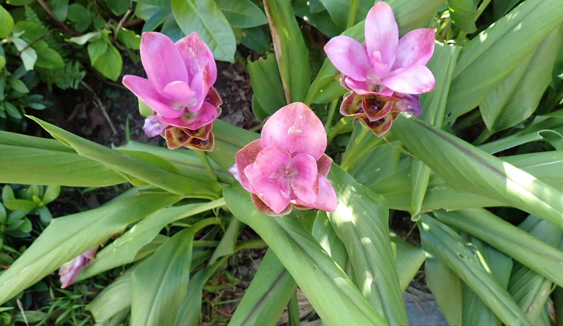 https://www.fa.gov.hk/薑荷花