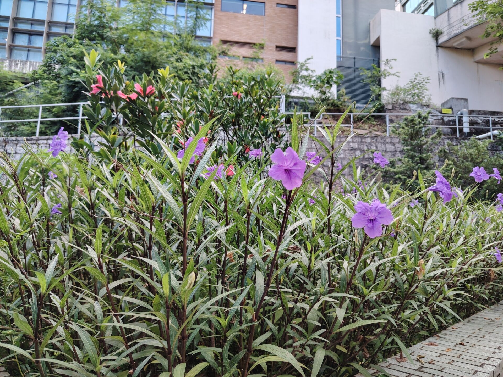 https://www.fa.gov.hk/翠蘆莉