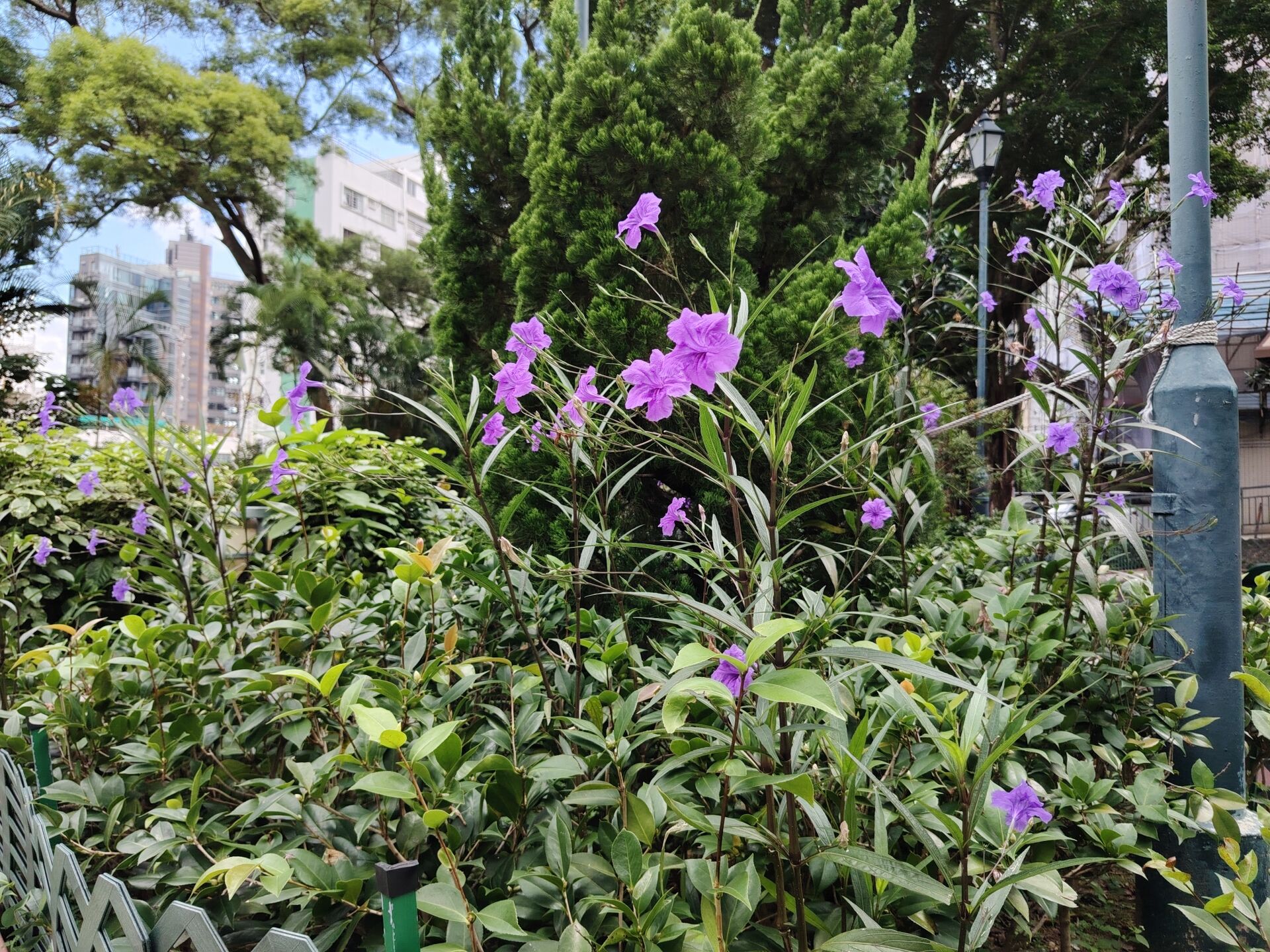 https://www.fa.gov.hk/翠蘆莉