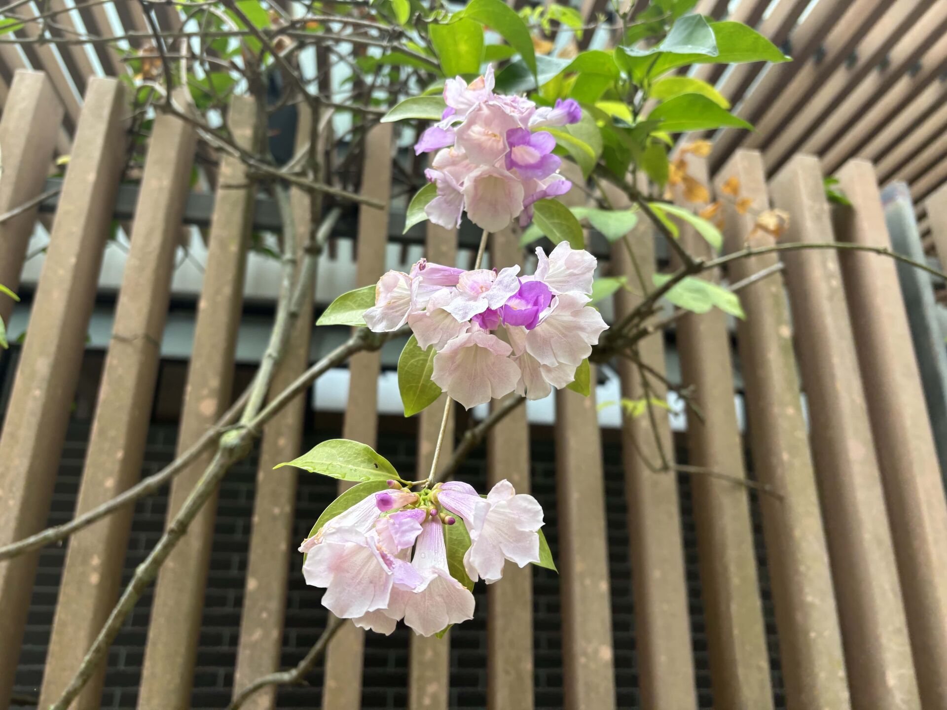 https://www.fa.gov.hk/蒜香藤