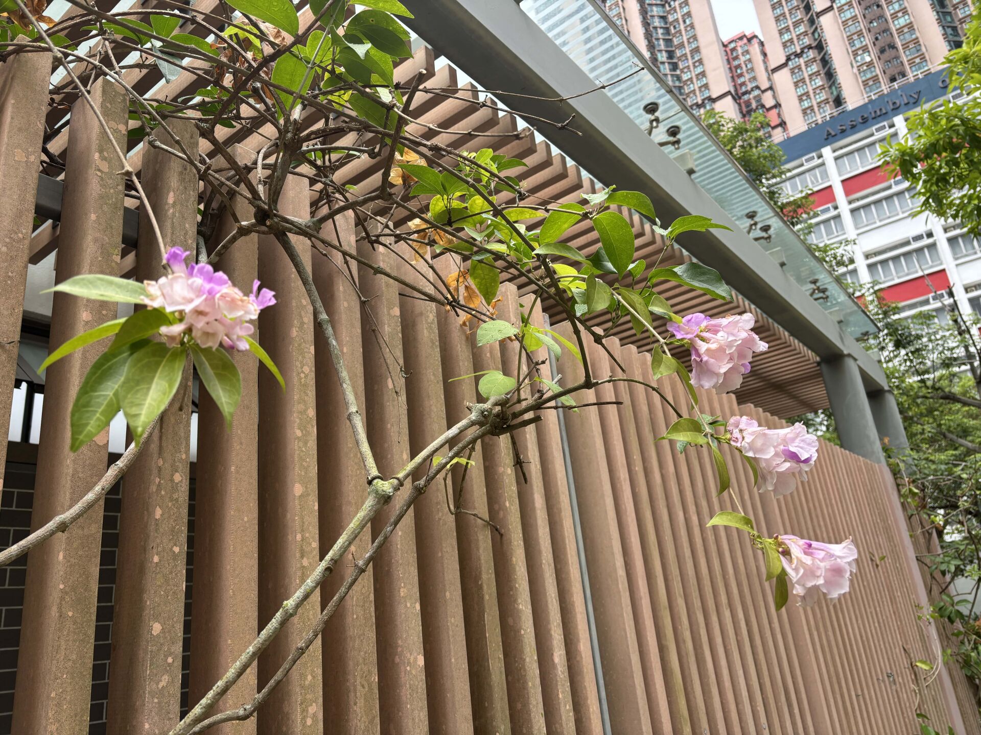 https://www.fa.gov.hk/蒜香藤