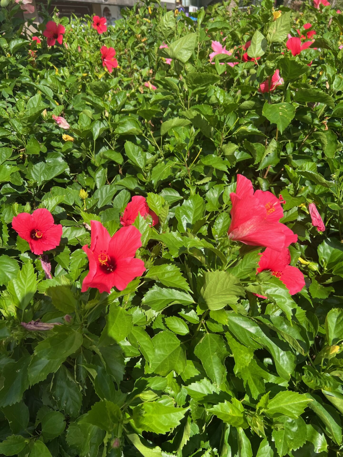 https://www.fa.gov.hk/朱槿(扶桑、大紅花)