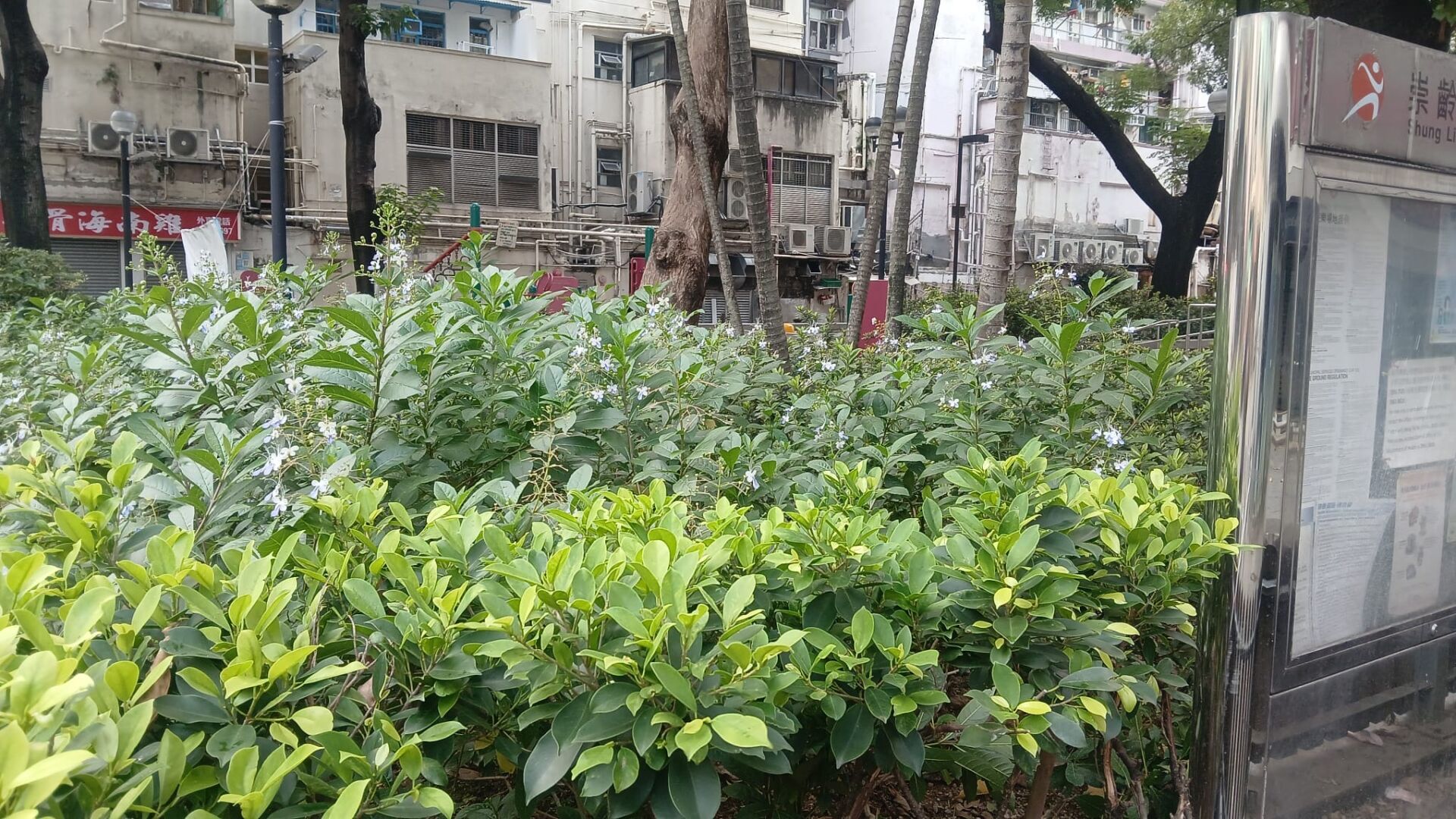 https://www.fa.gov.hk/藍蝴蝶